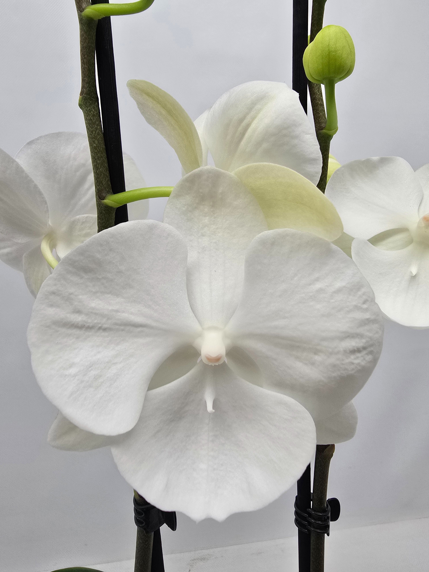 Limited 23 week 5, D 12