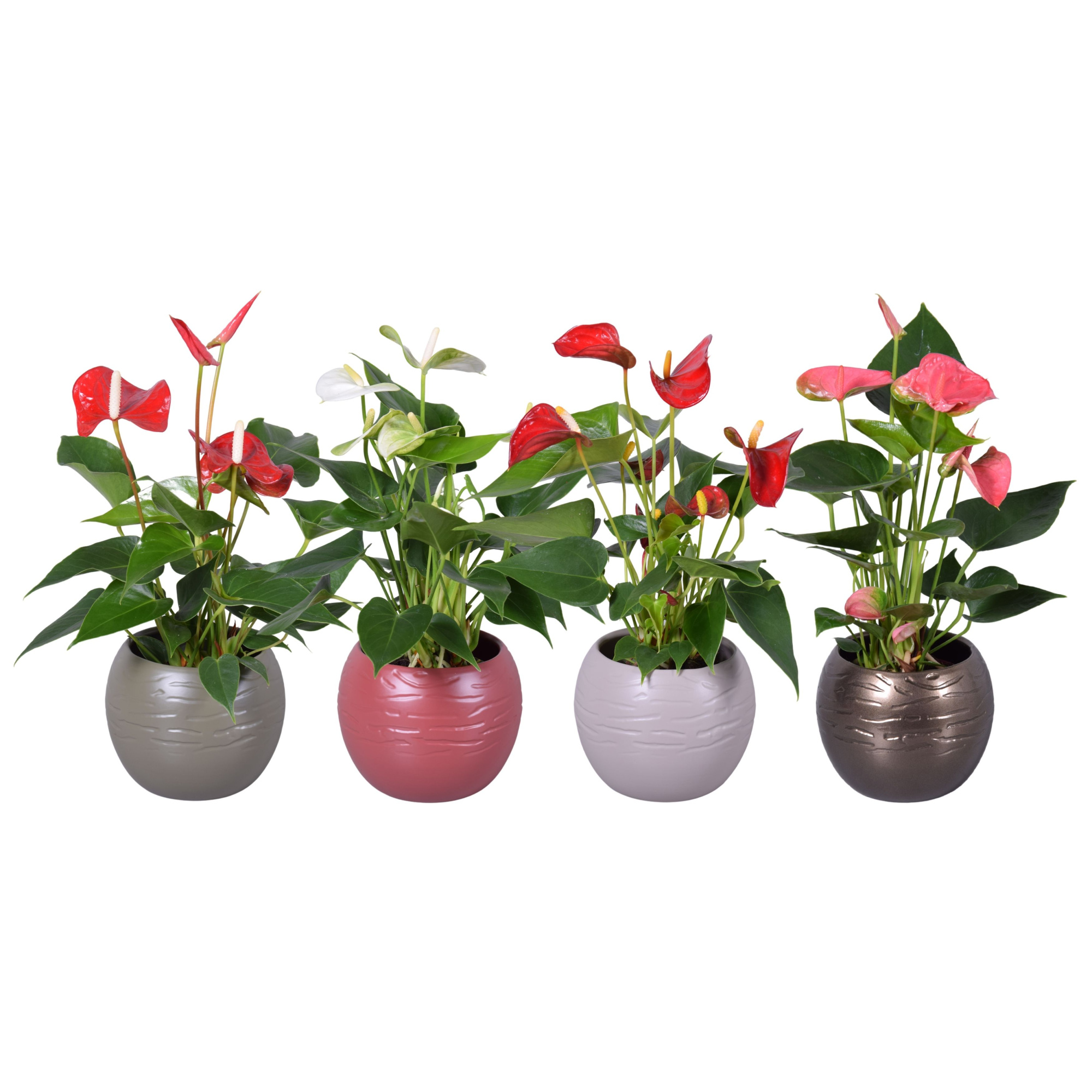 Anthurium ''XL-Flowers'' in diverse kleuren bolpot Autumn, D 11 cm