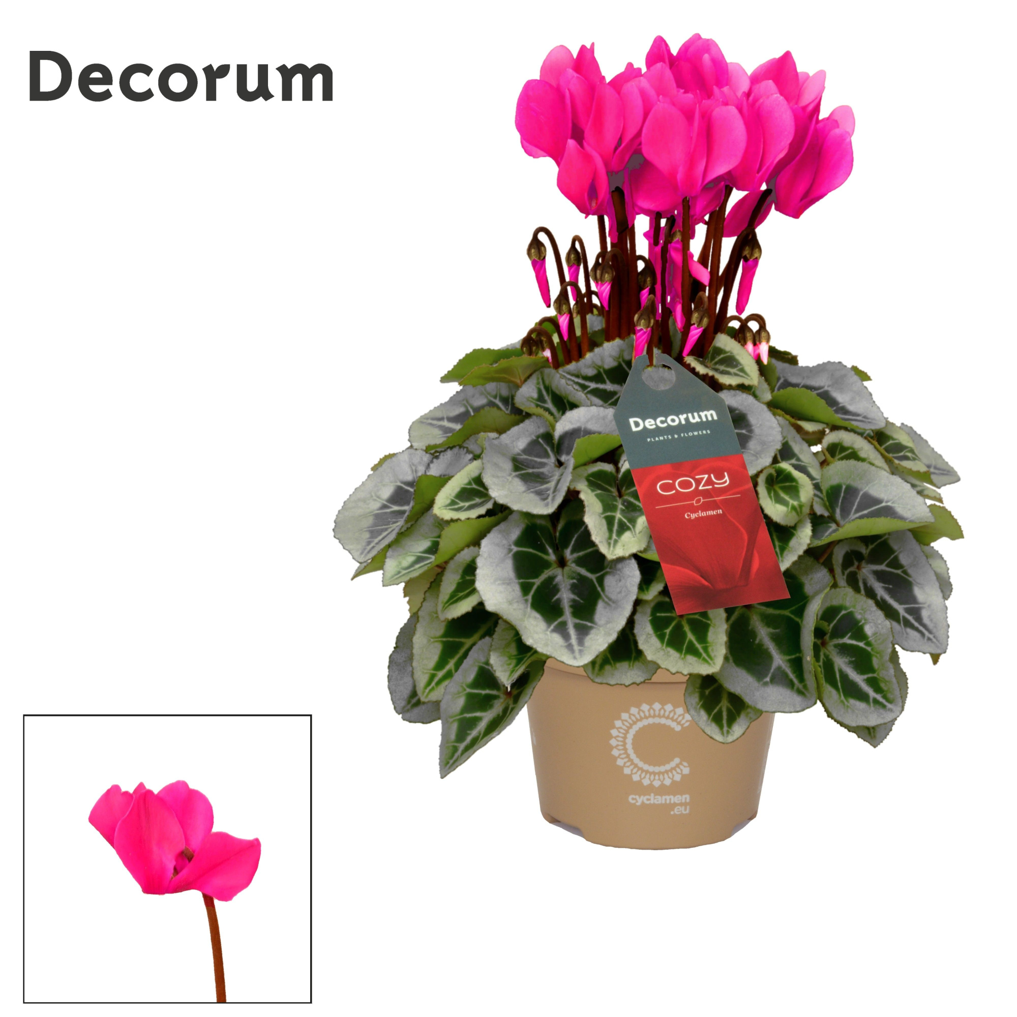 Cyclamen SS Picasso Pink Cozy, D 11 cm