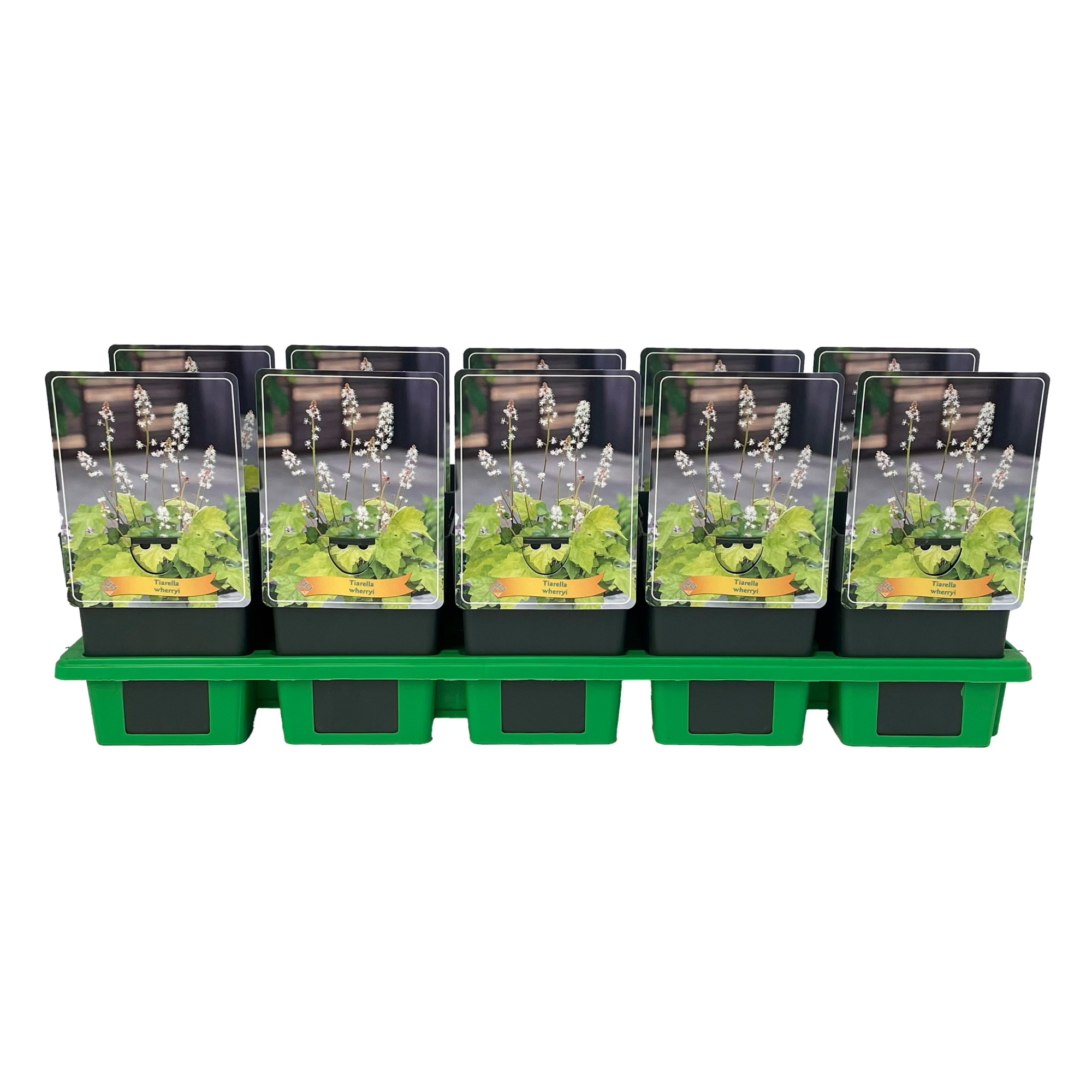 Tiarella Wherryi P11, D 11