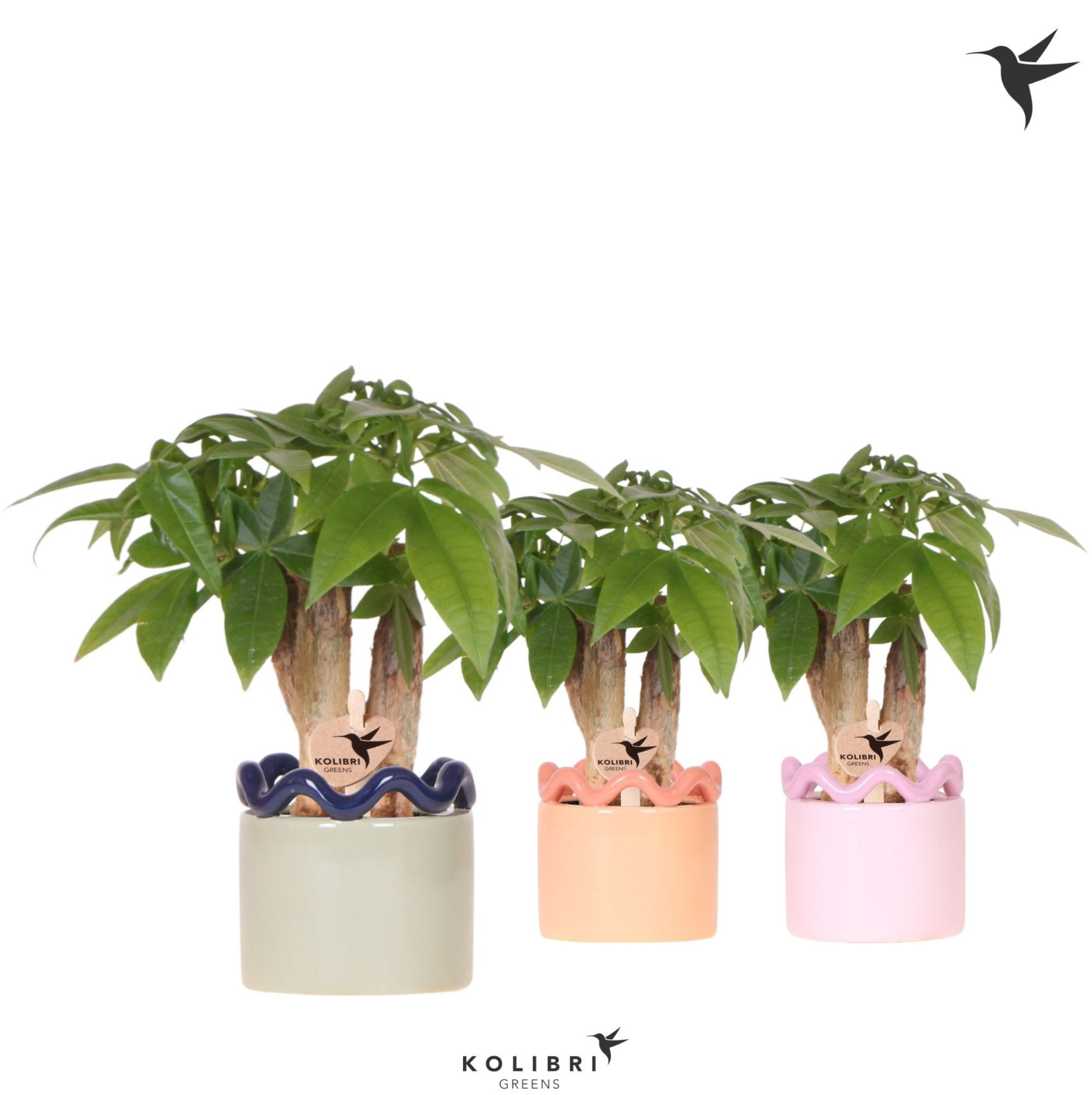 Kolibri Greens Pachira in Funky pot mix, D 6