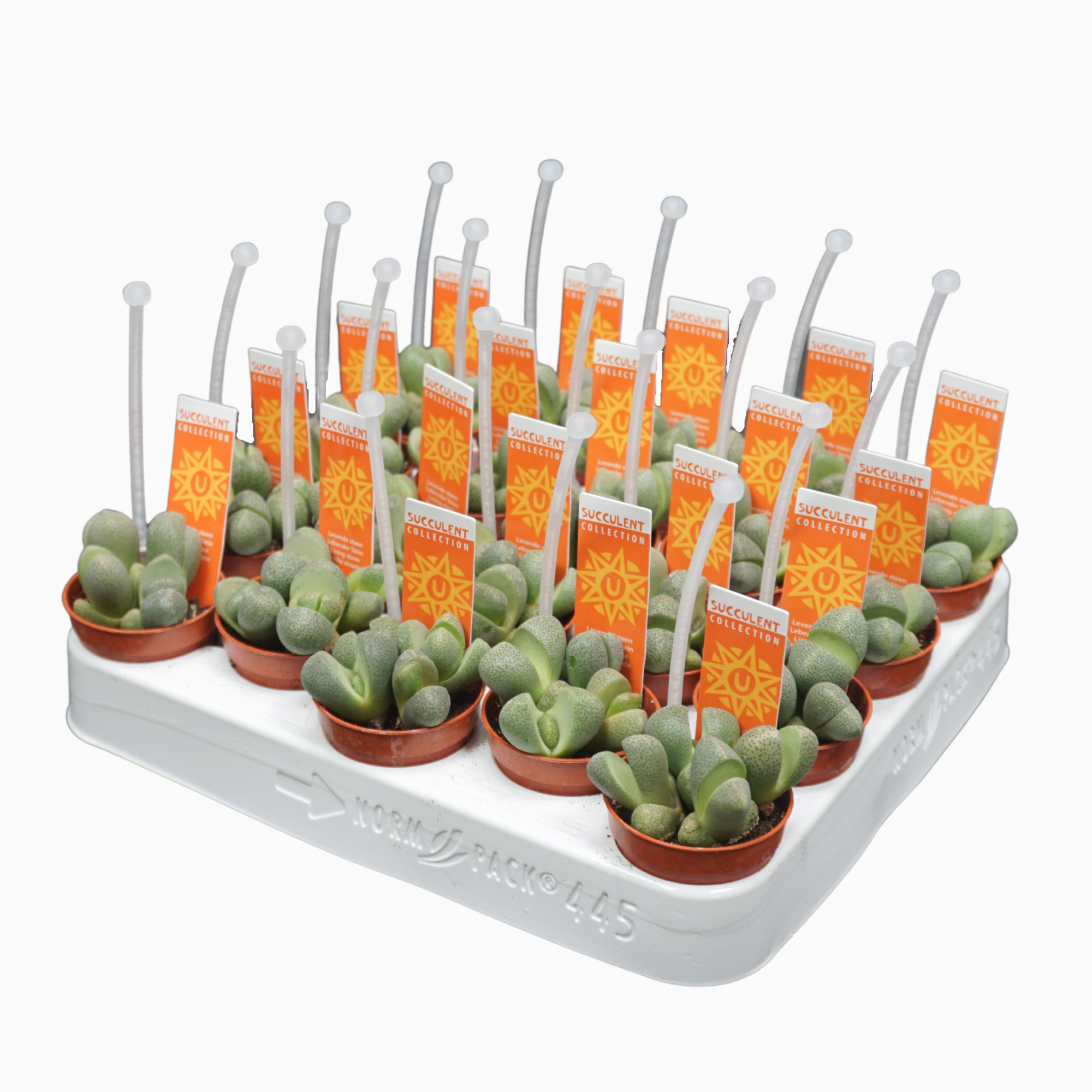 Levende stenen 5,5 cm pleiospilos nellii met steek etiket en picker, D 5,5