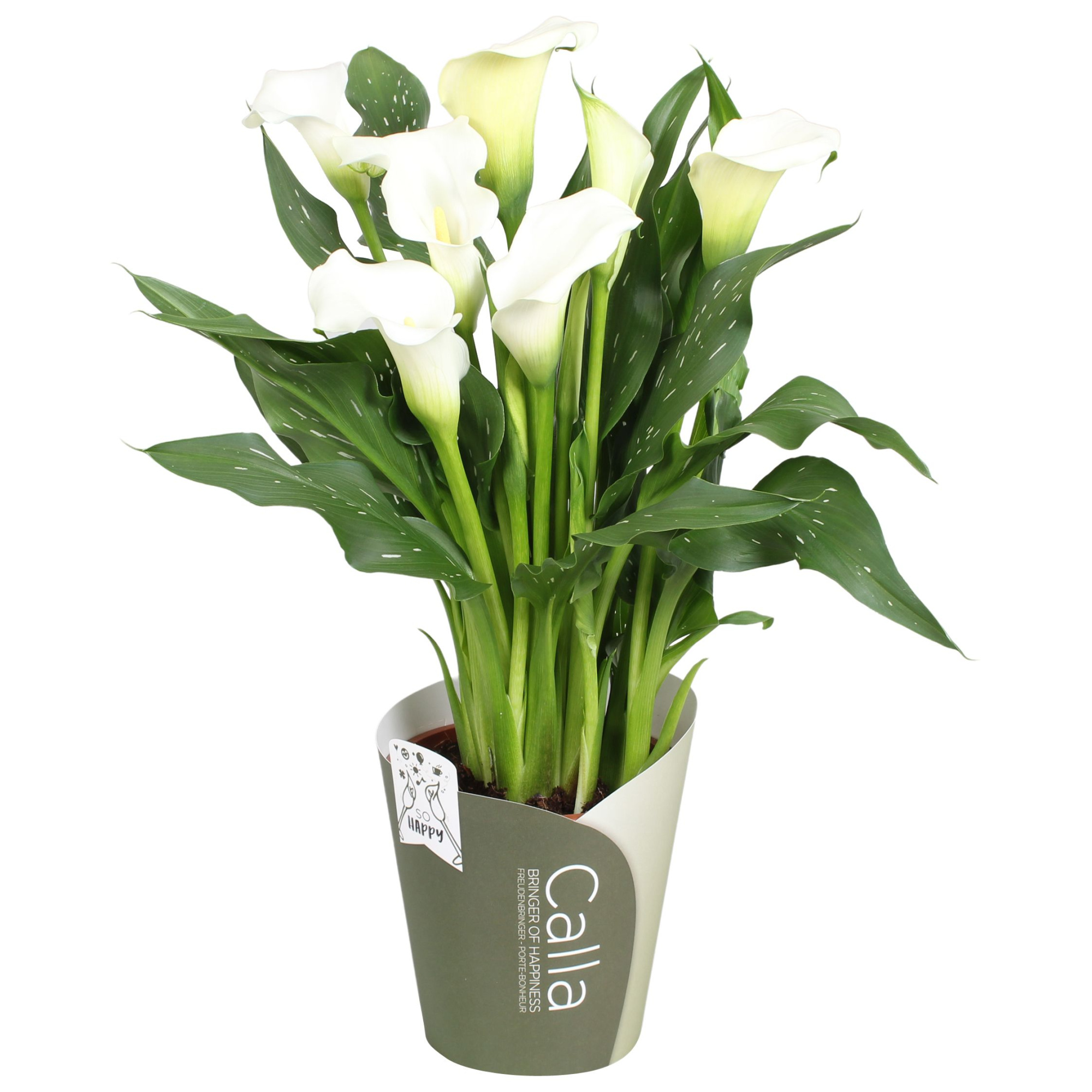 Zantedeschia Fresco SoHappyCalla wit met groene potcover, D 13