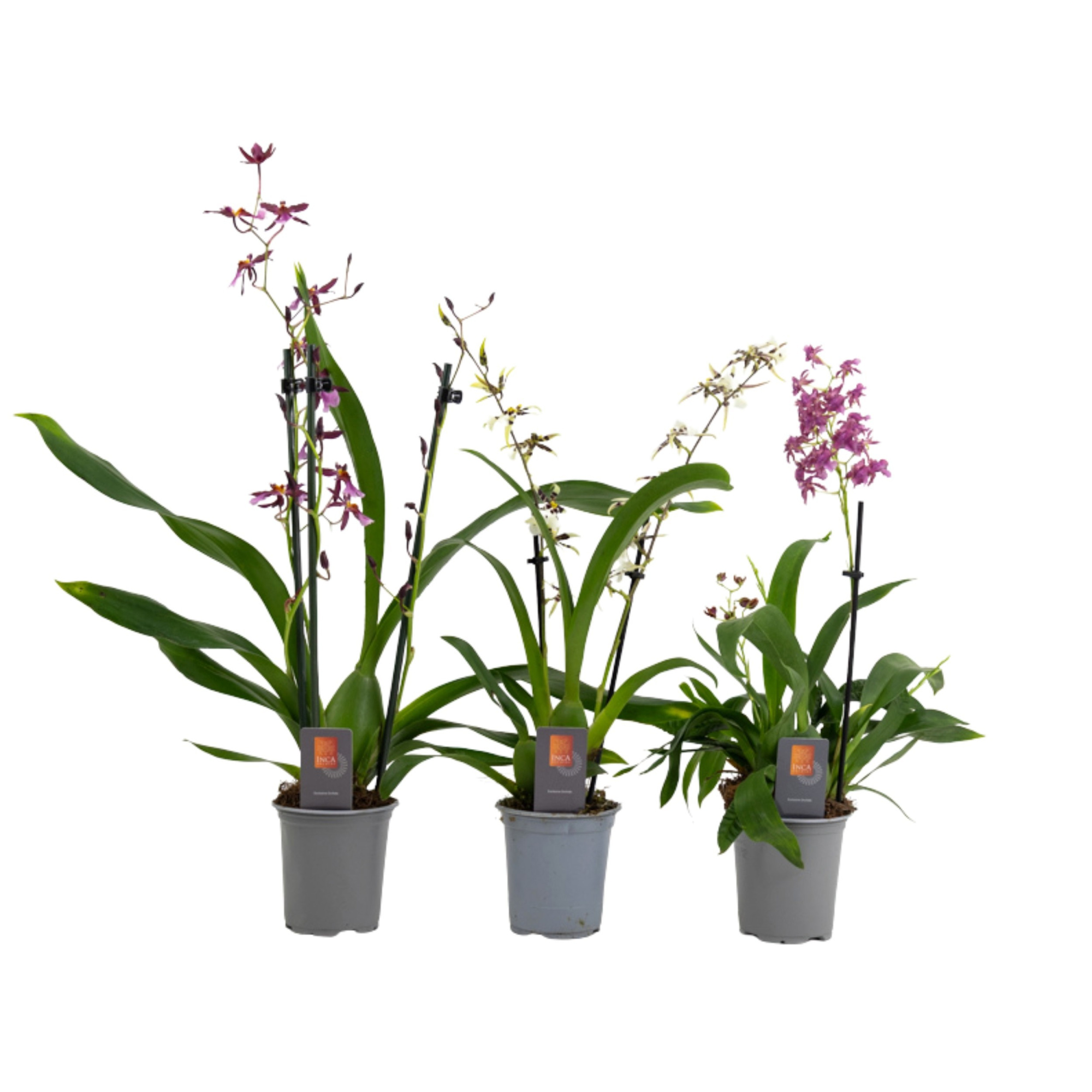 Inca Oncidium 2-3 spike 9cm, D 9