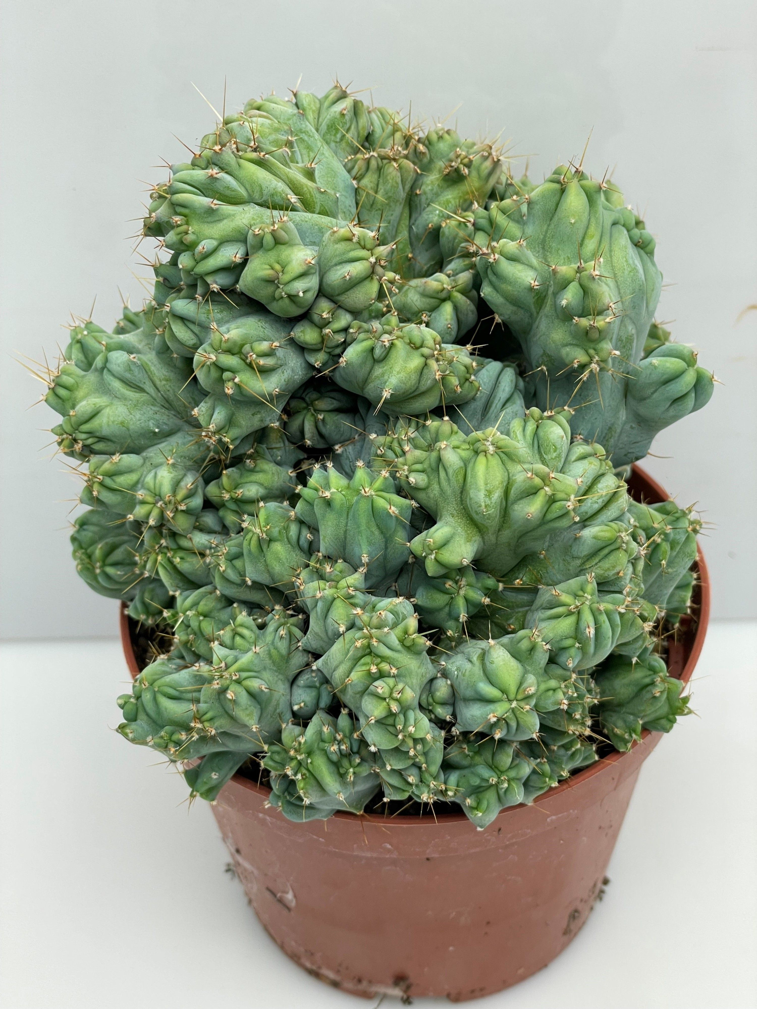 303 Myrthilo geometrizans cristaat10,5 cm, D 10,5