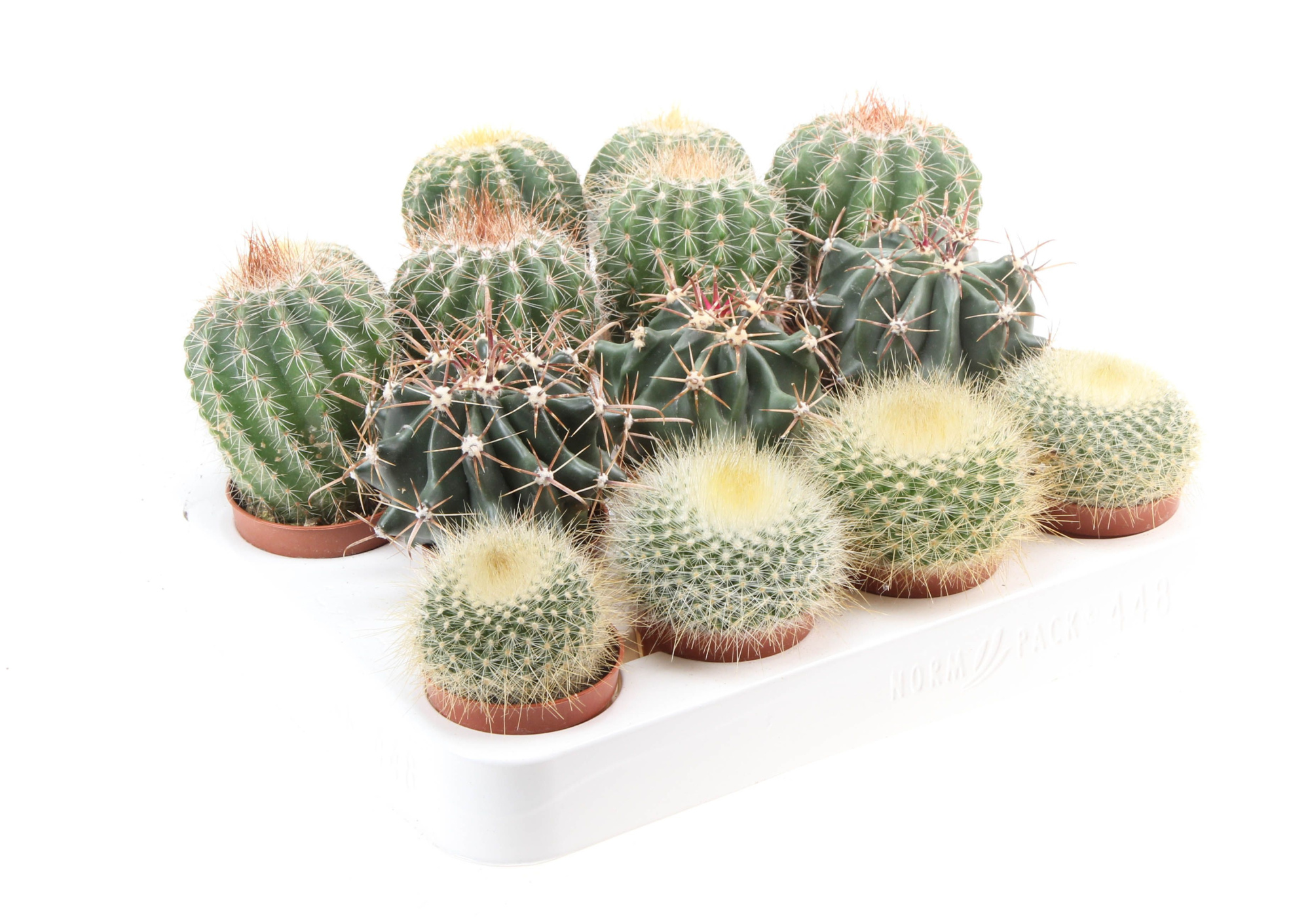 Cactus bol mix XL, D 5,5 cm