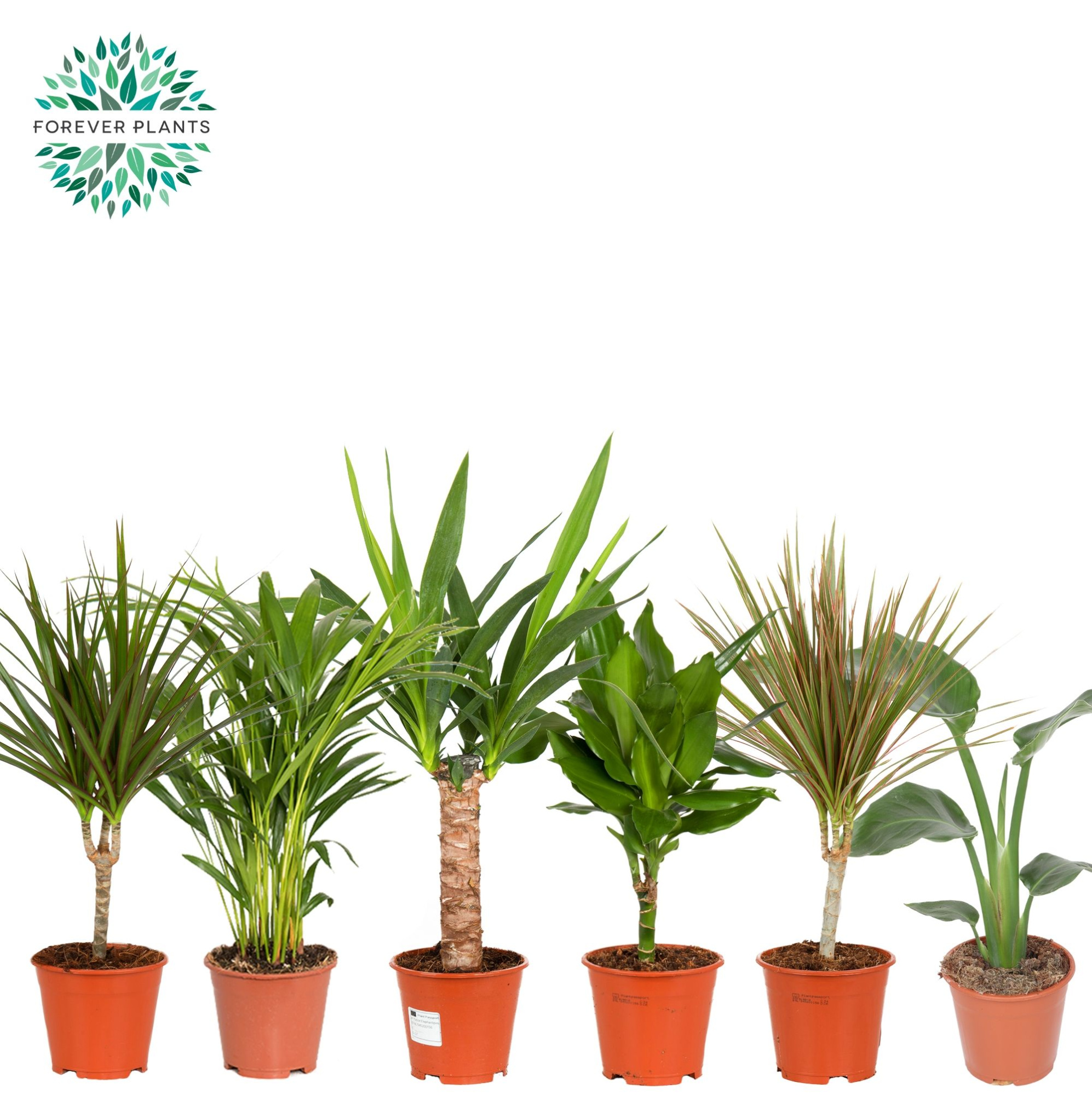 Groen Mix kamerplanten p14, D 14 cm