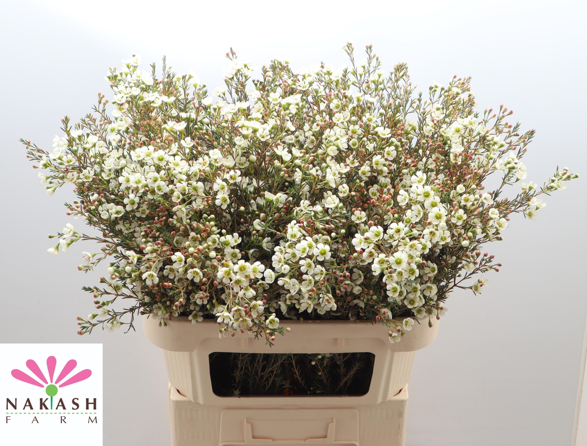 Шамелациум Сириус 80, шт.