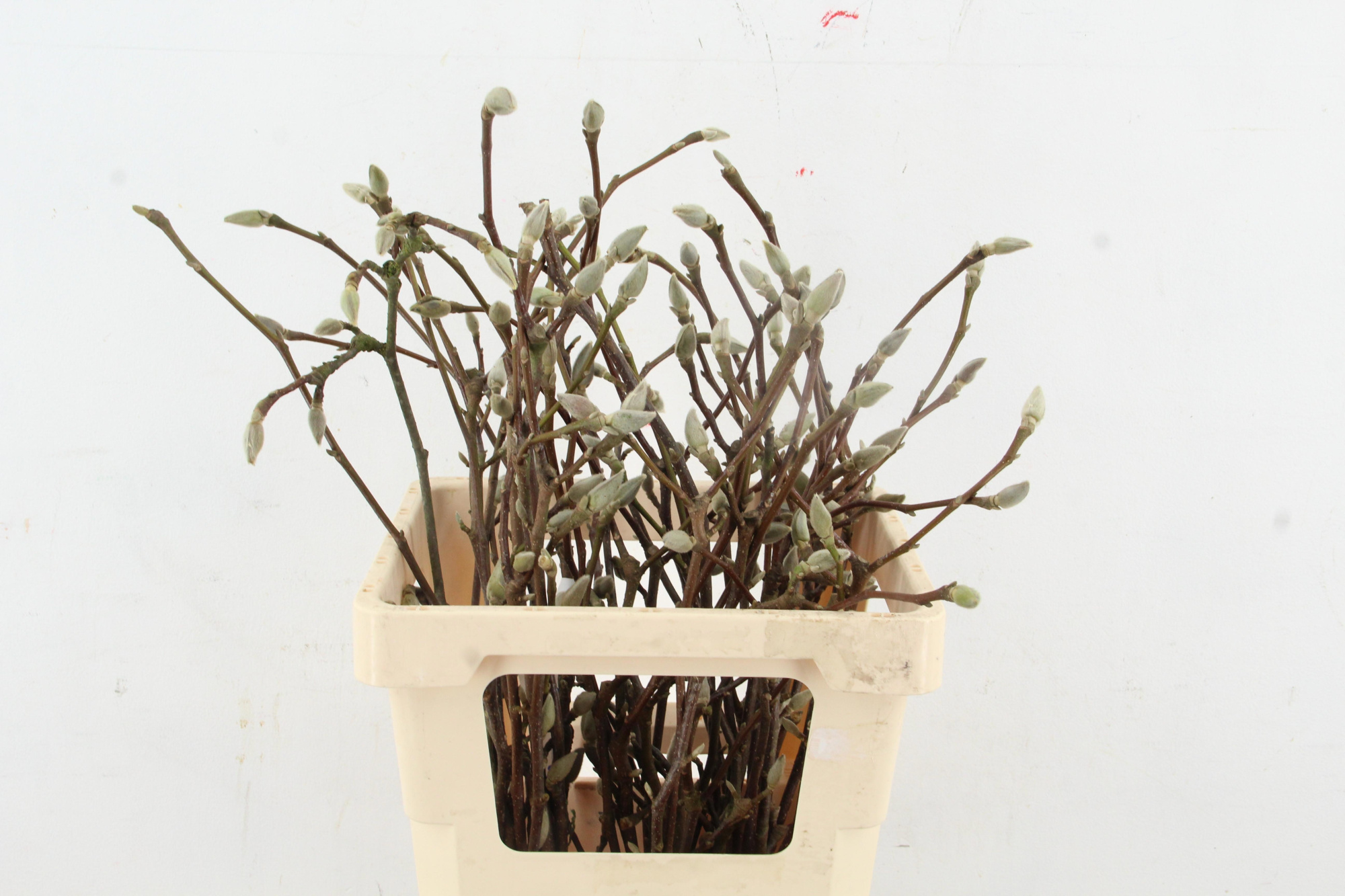 Магнолия Овериг 55, шт.