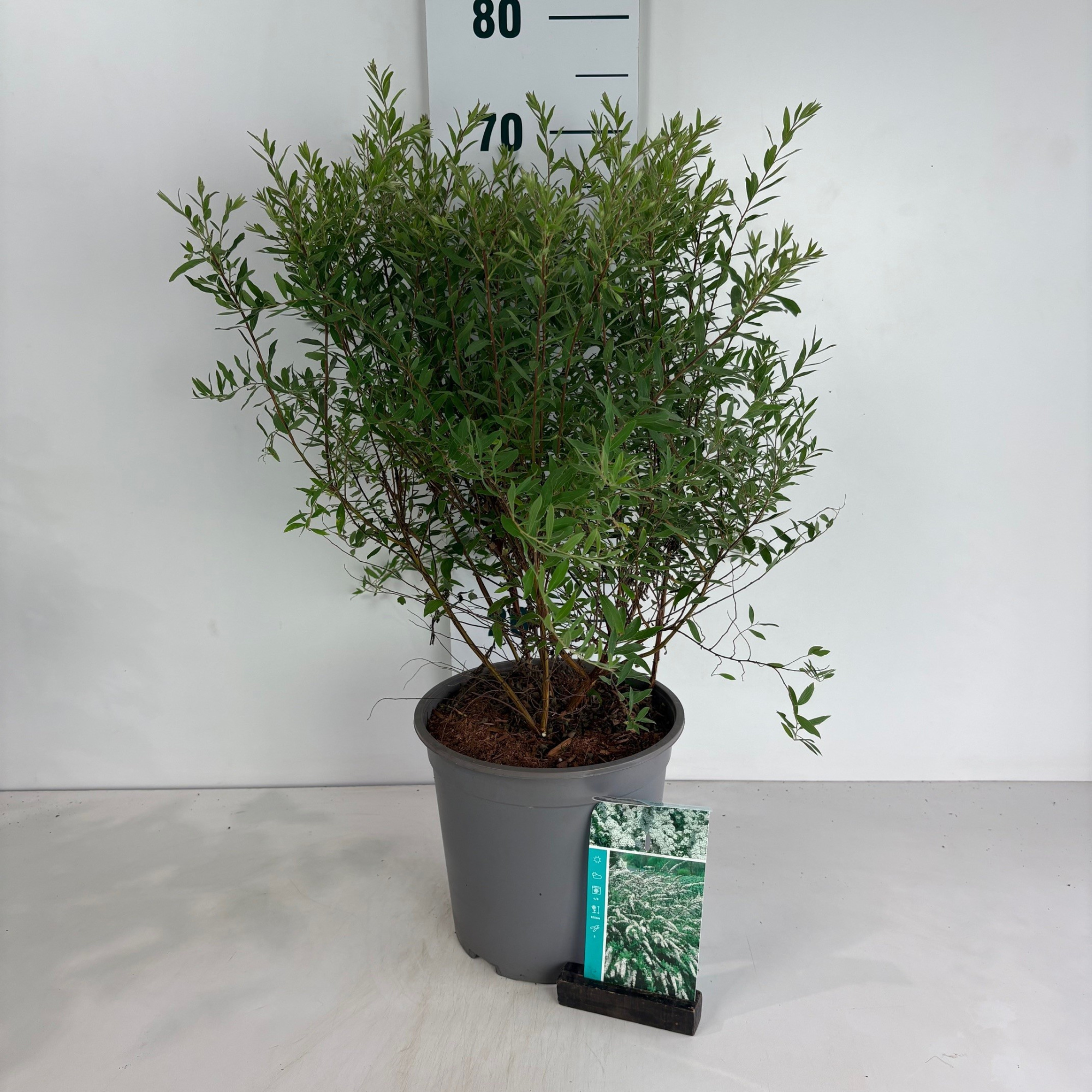 Spiraea cinerea Grefsheim, D 24 cm