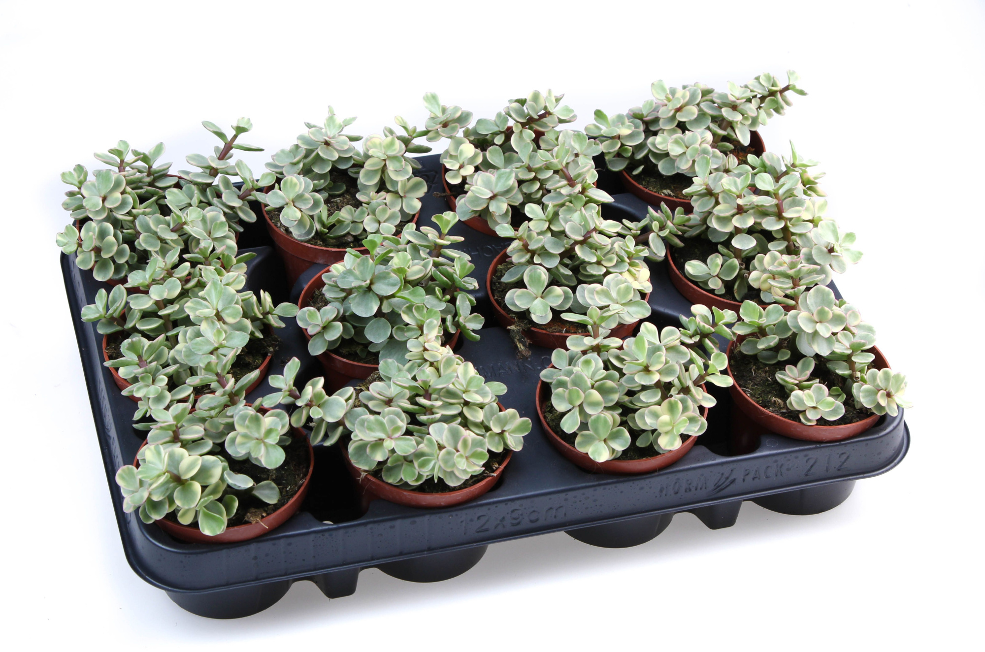 Portulacaria afra variegata, D 8,5 cm