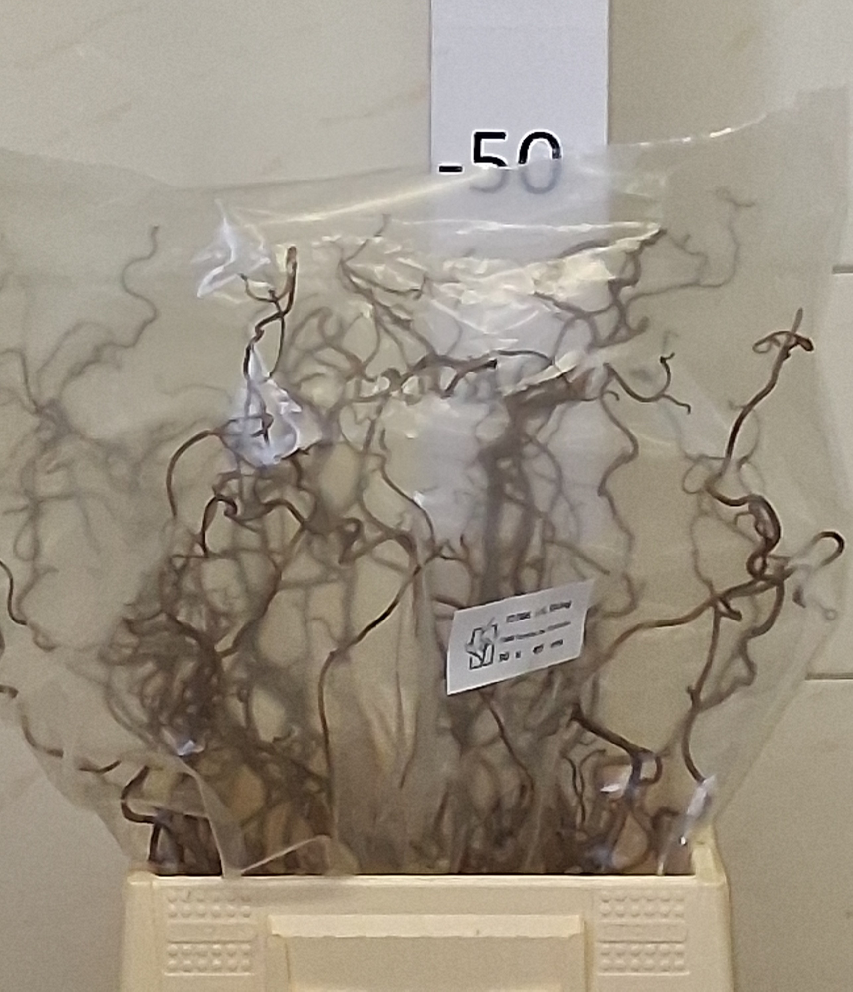 Корилус Конторта 40, шт.