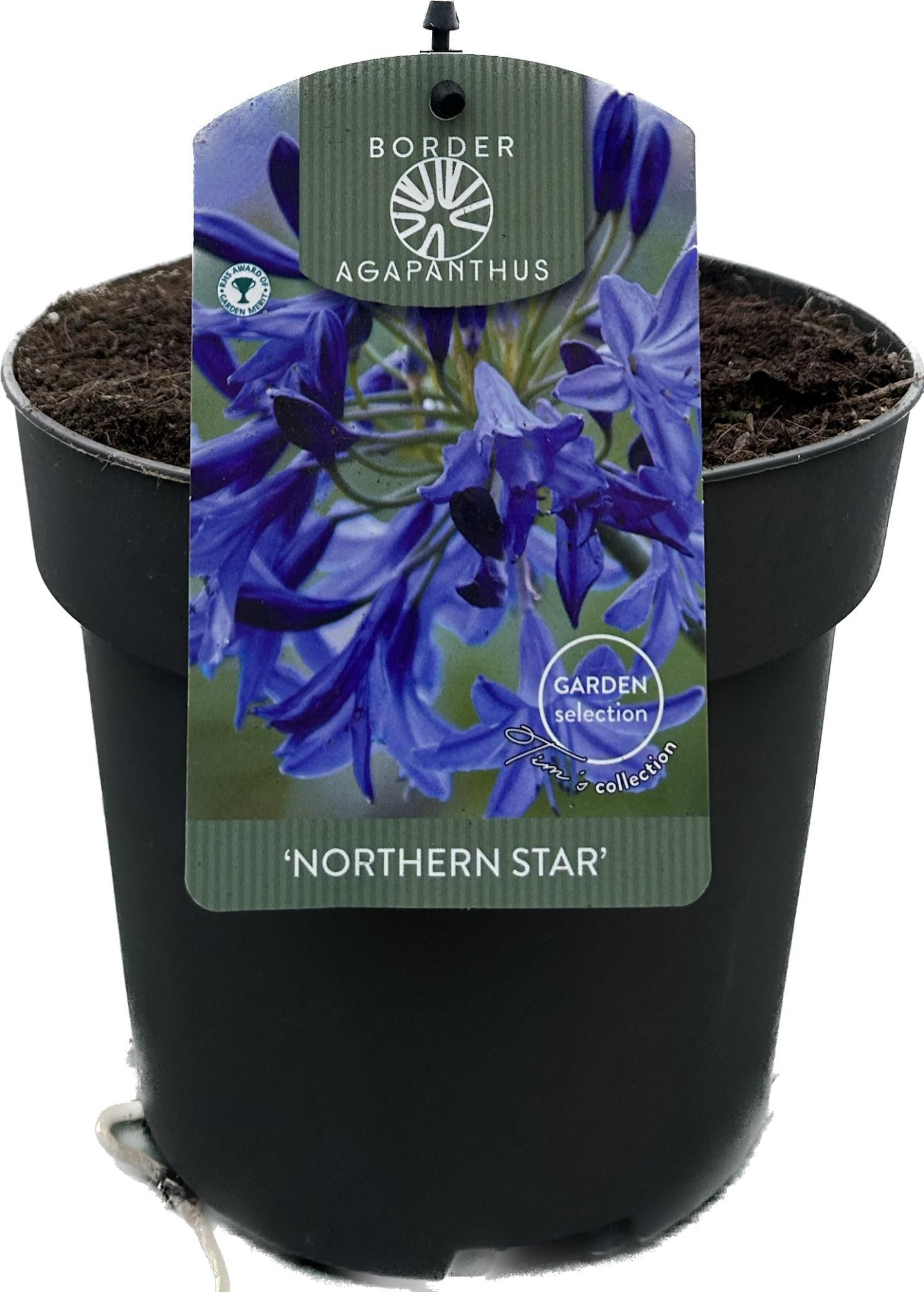 Agapanthus 'Northern star' P17 GARDEN, D 17