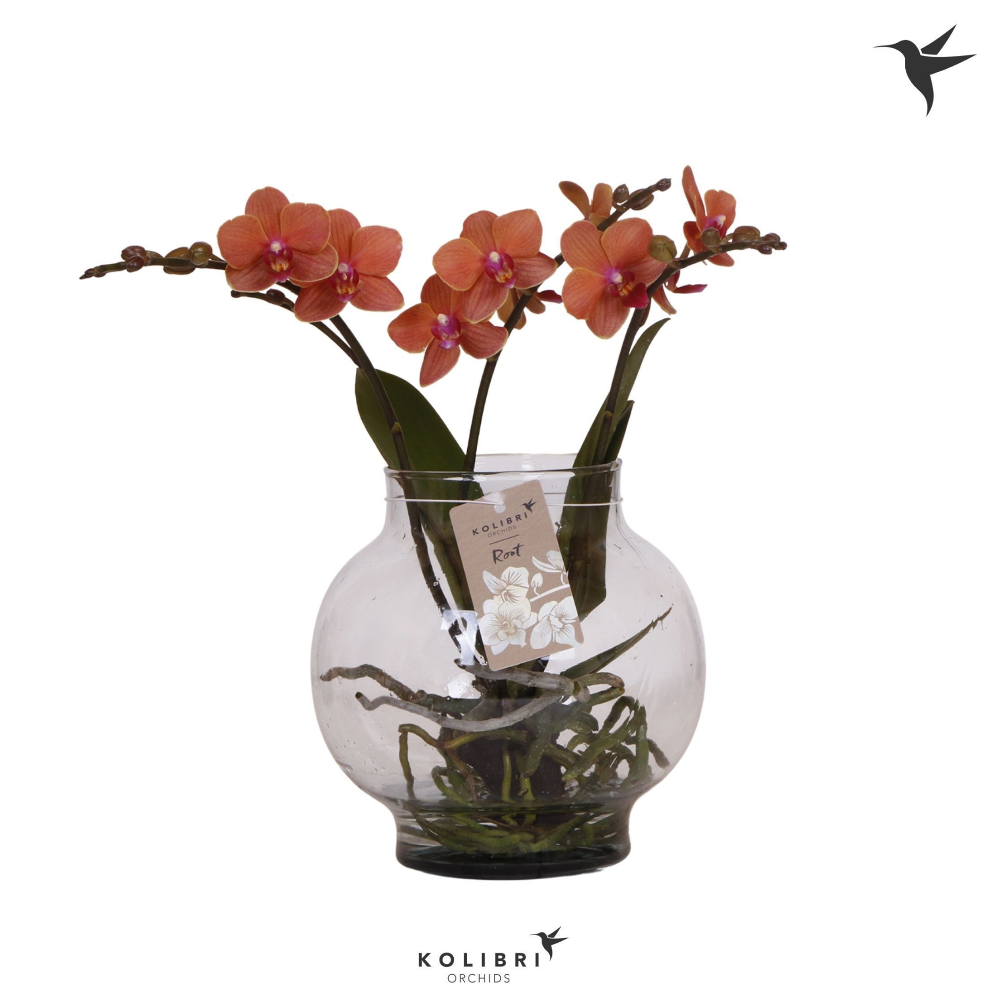 Kolibri Orchids Phalaenopsis Roots orange in glas bowl transparant, D 16 cm