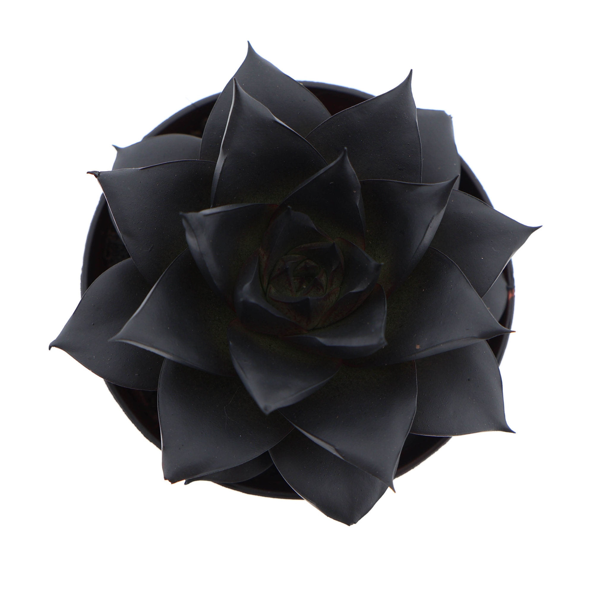 Rainbow purper deep black, D 8,5 cm