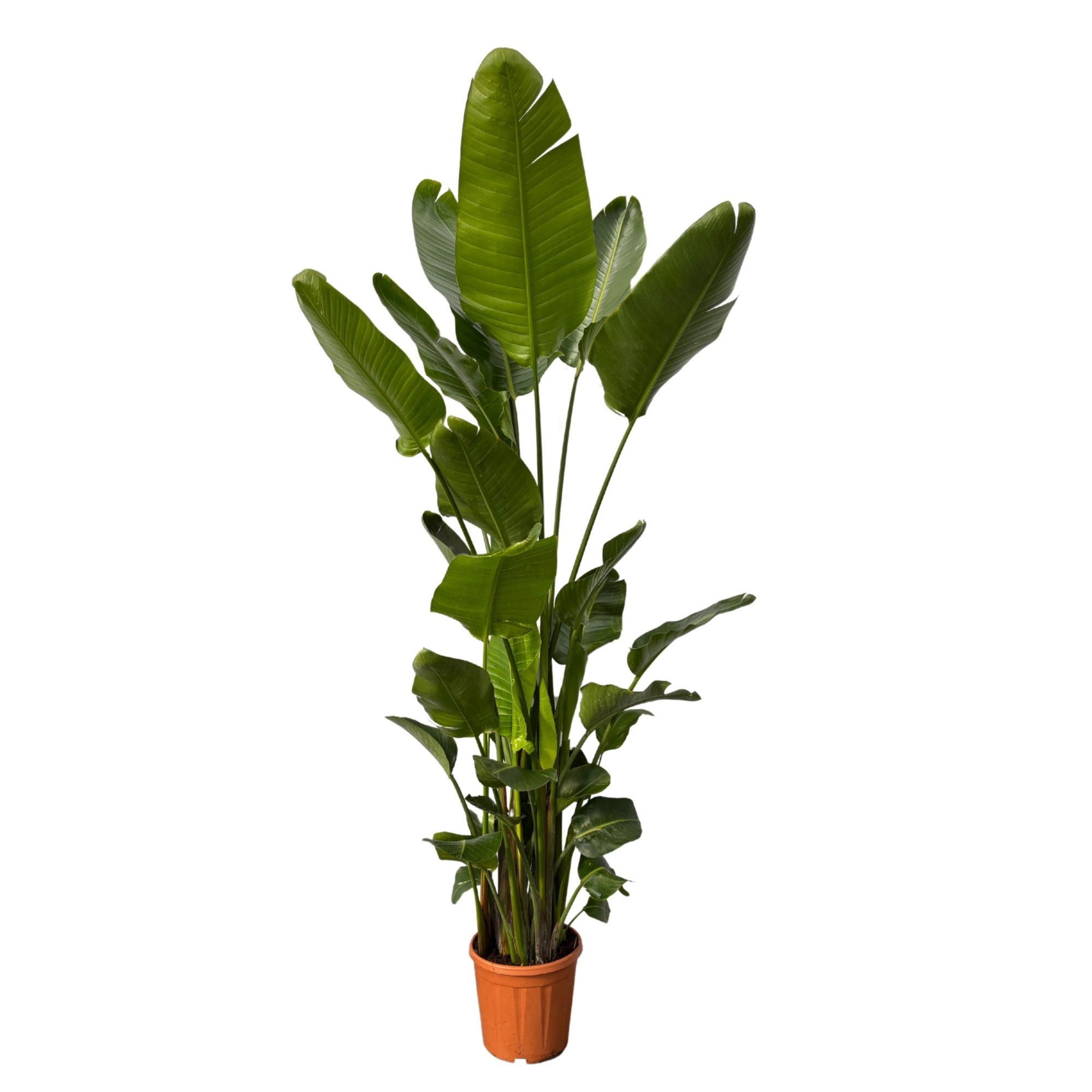 Strelitzia Nicolai 6-stek - 220cm, D 32