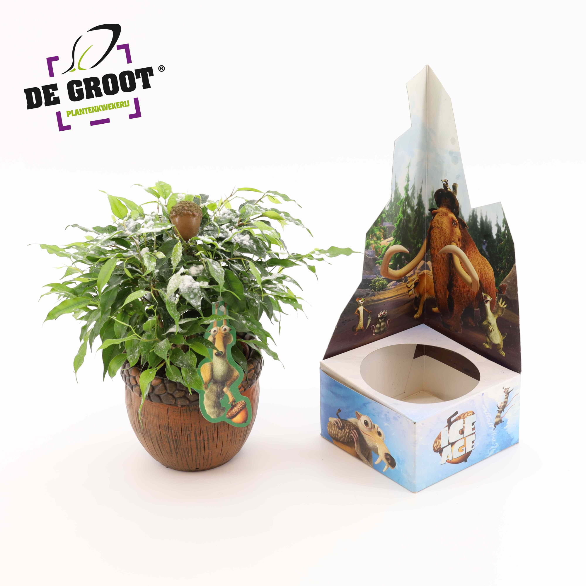 Ice Age plant, D 12 cm