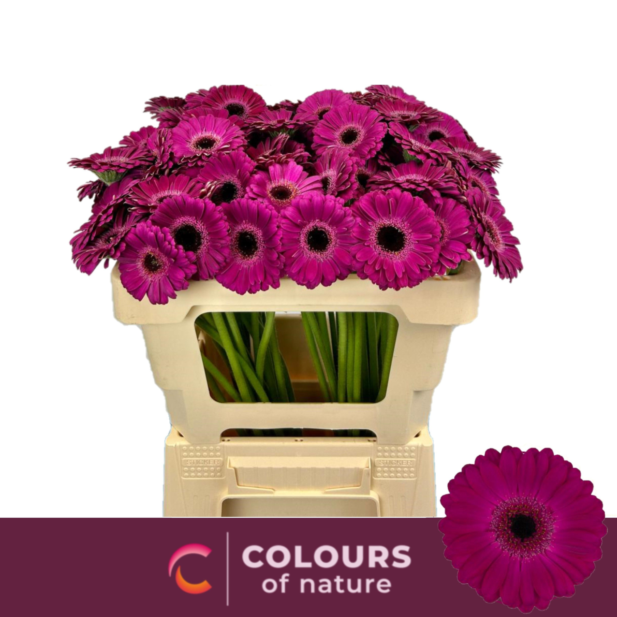 Гермини Неон, шт.