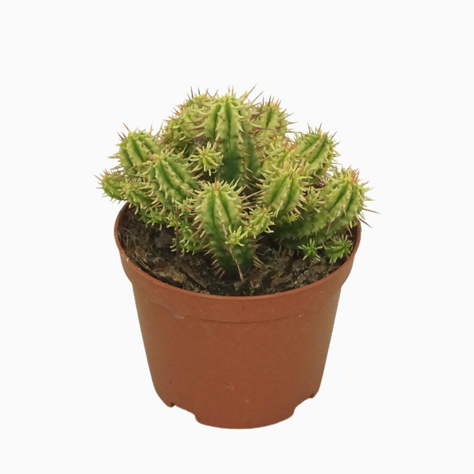 Euphorbia aggregata variegata 10,5 cm, D 10,5 cm