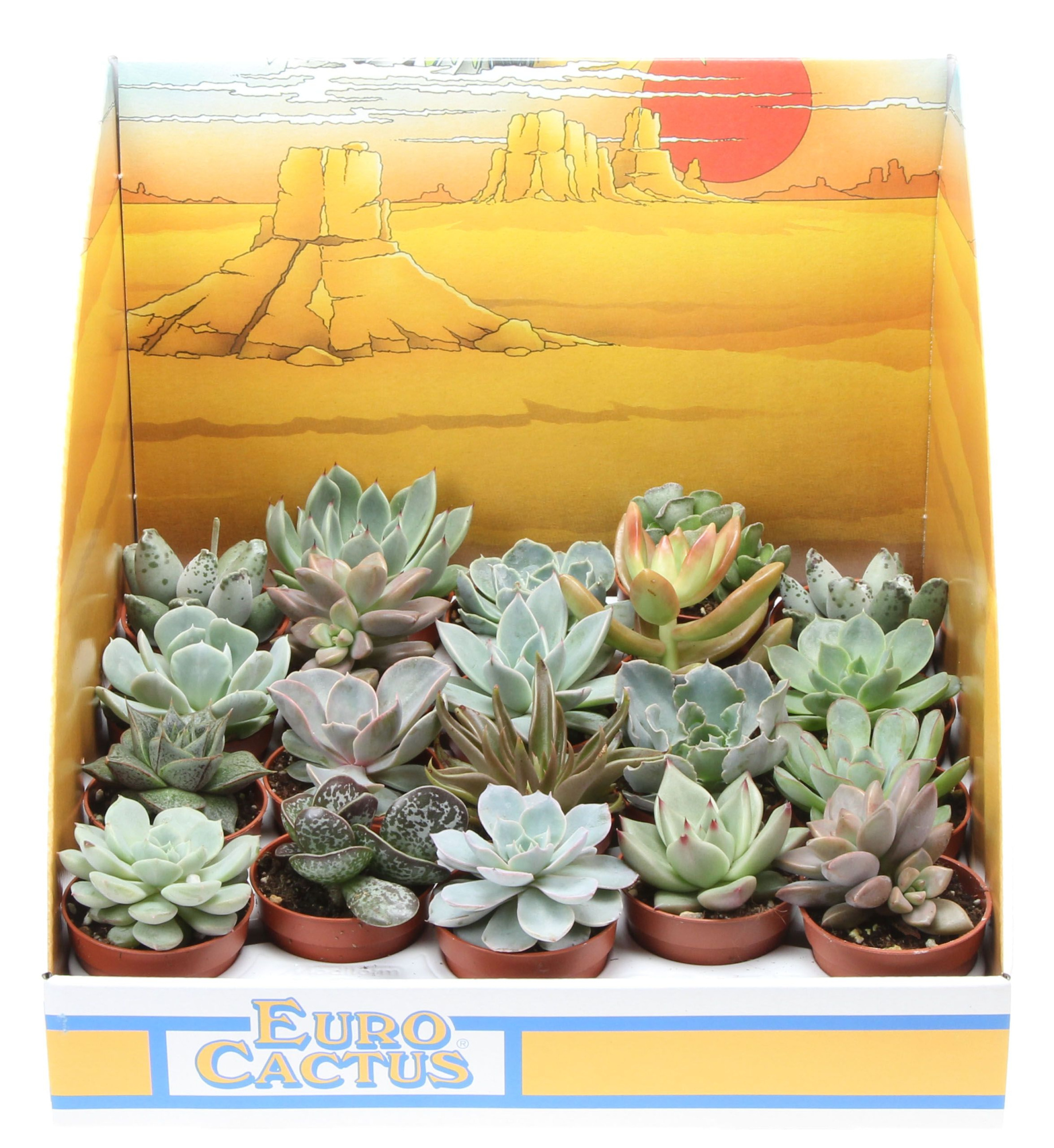 Succulenten mix in showdoos, D 5,5 cm