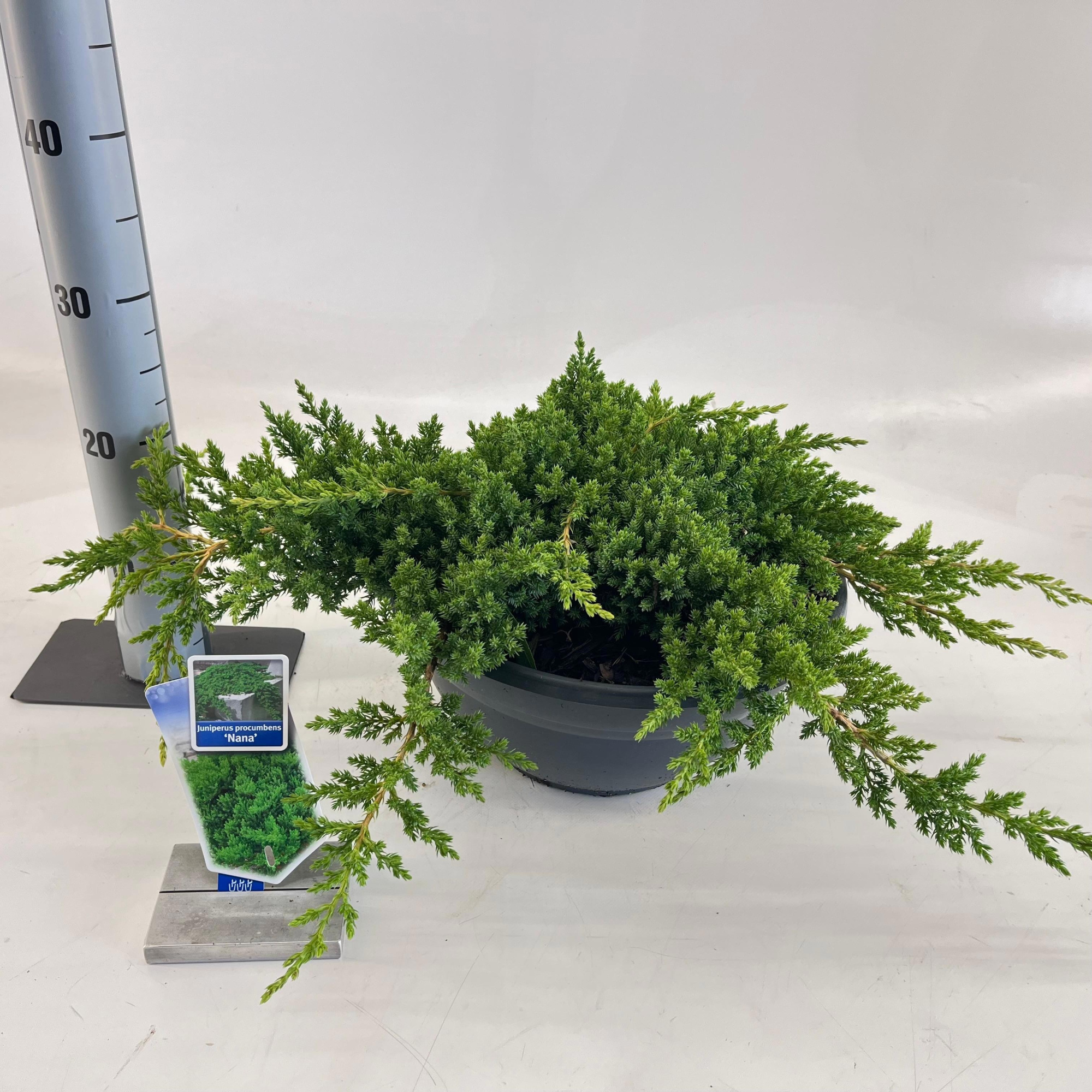 Juniperus procumbens 'Nana', D 33 cm