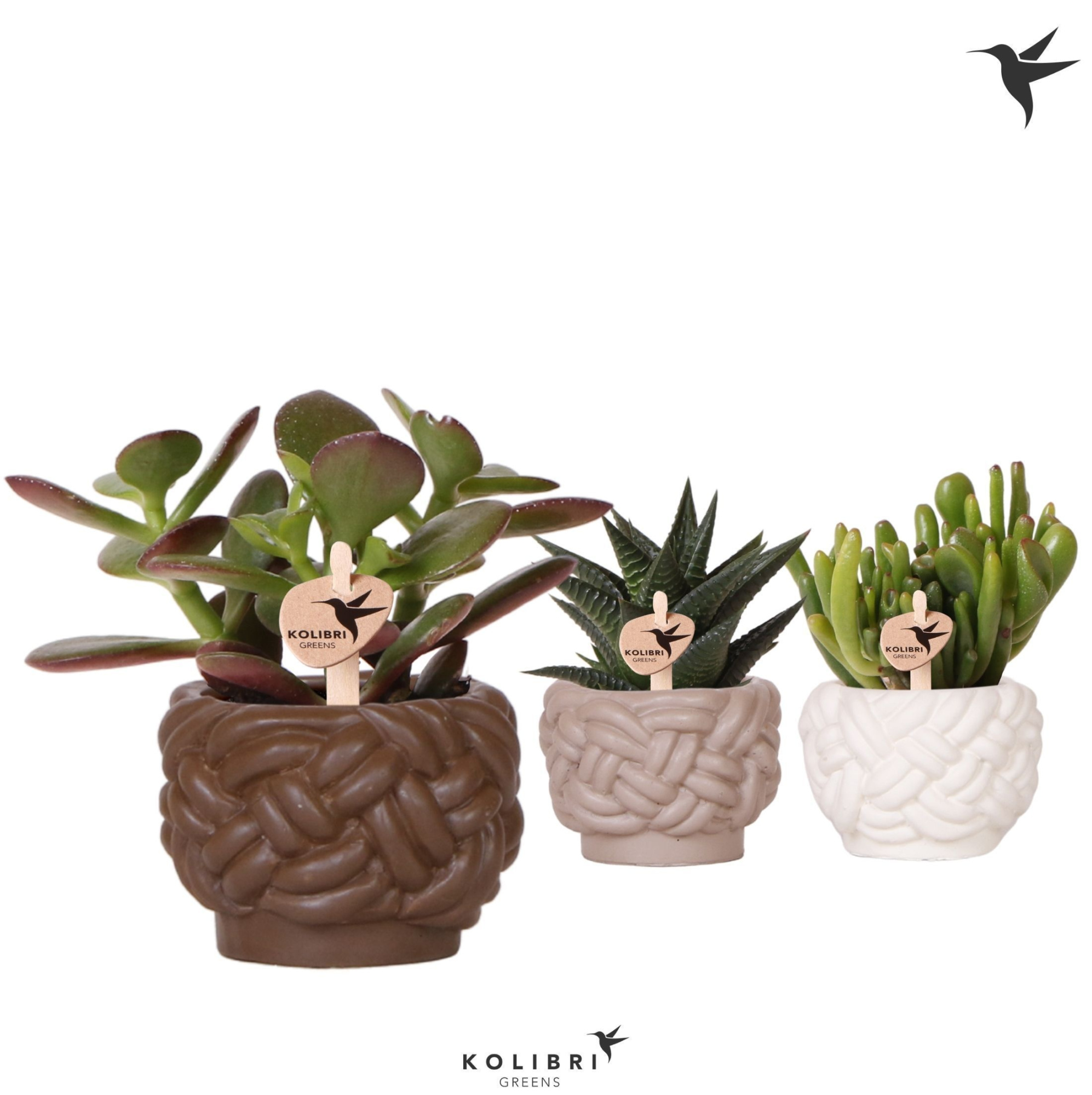 Kolibri Greens Succulenten mix in Rope pot mix, D 6 cm