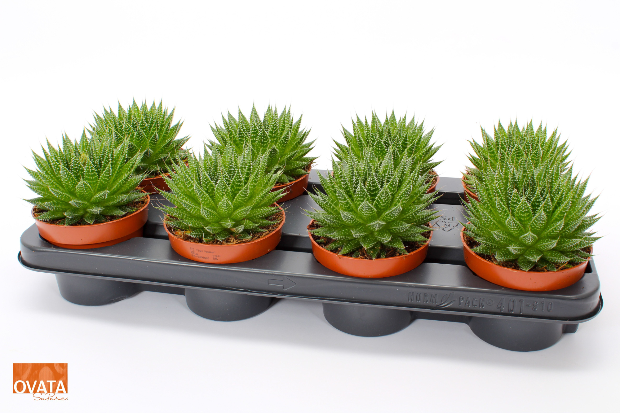 Aloe aristata magic 12 ROCKS, D 12 cm