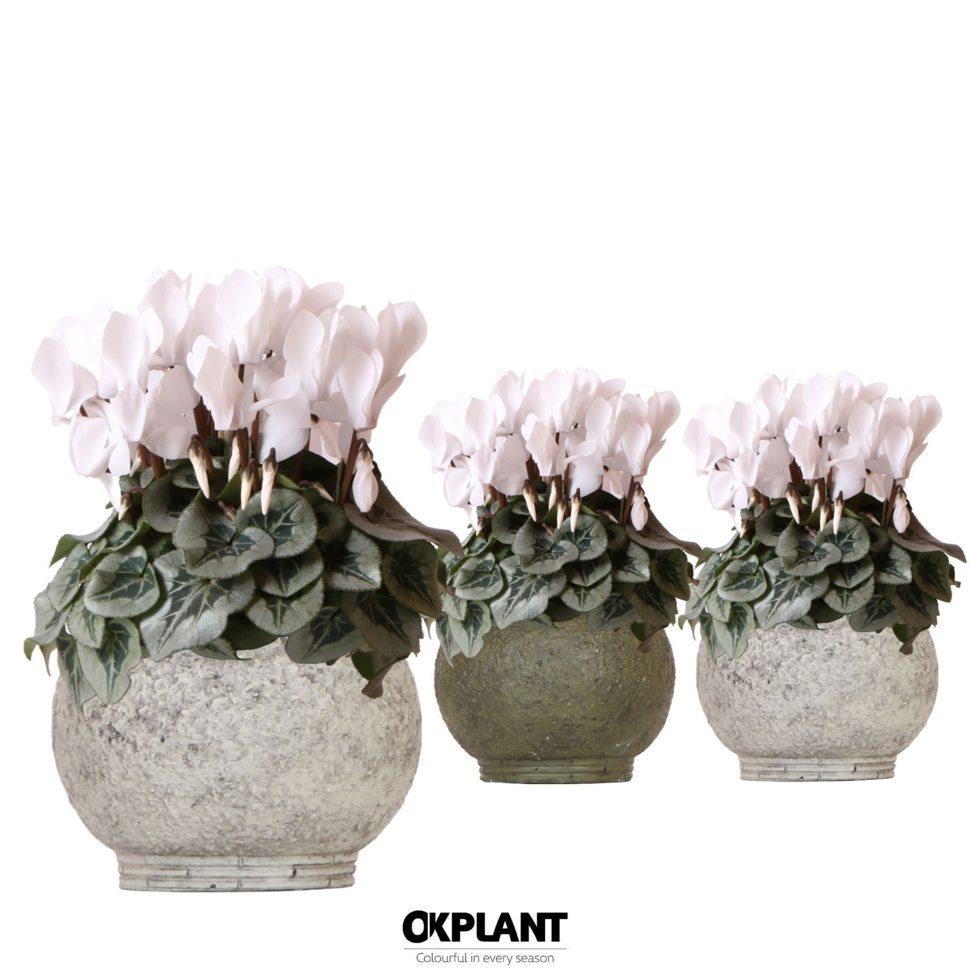 Cyclamen Rembrandt white in Ancient pot green mix, D 12 cm