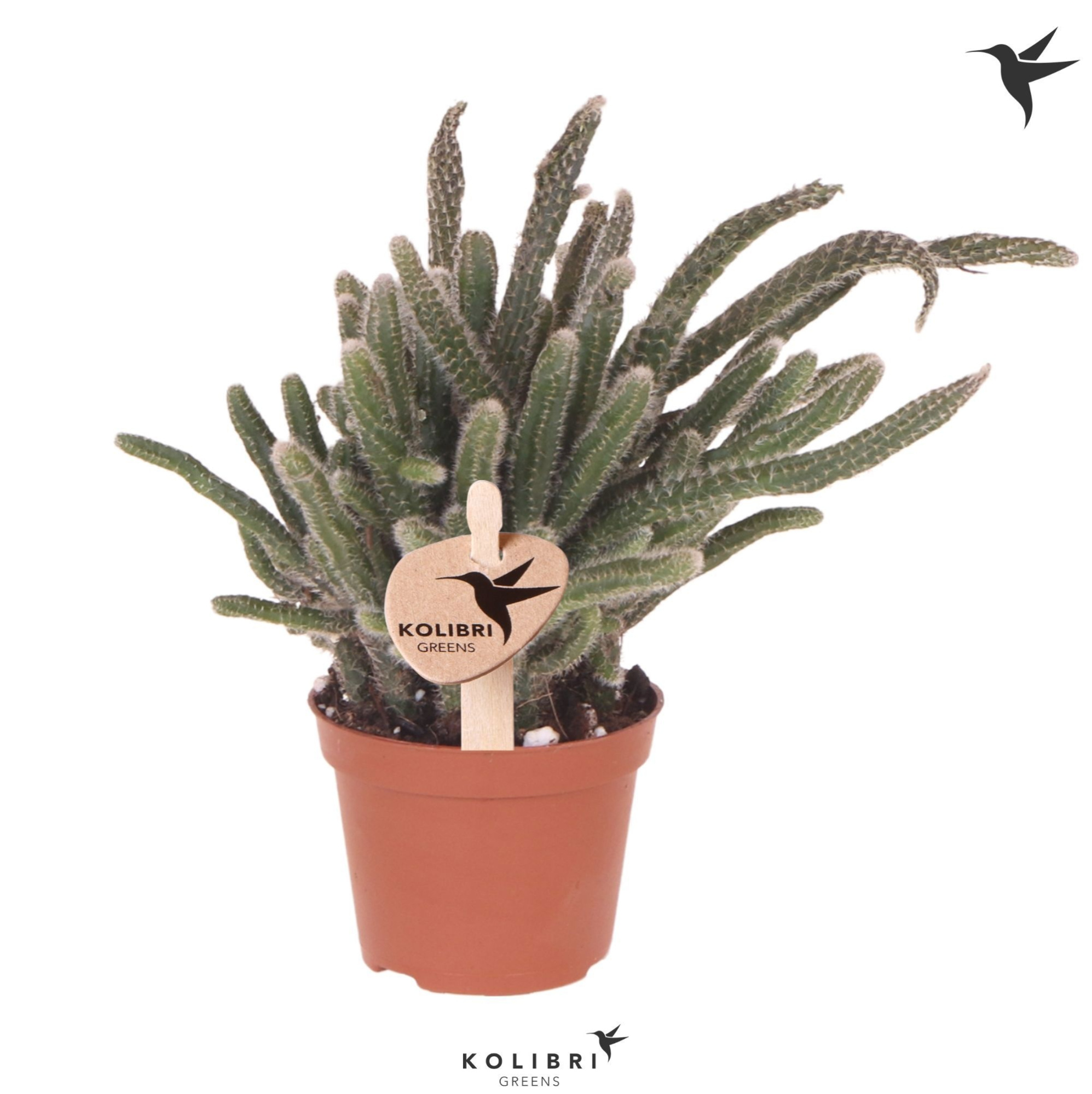 Kolibri Greens Rhipsalis Baccifera Horrida, D 6 cm