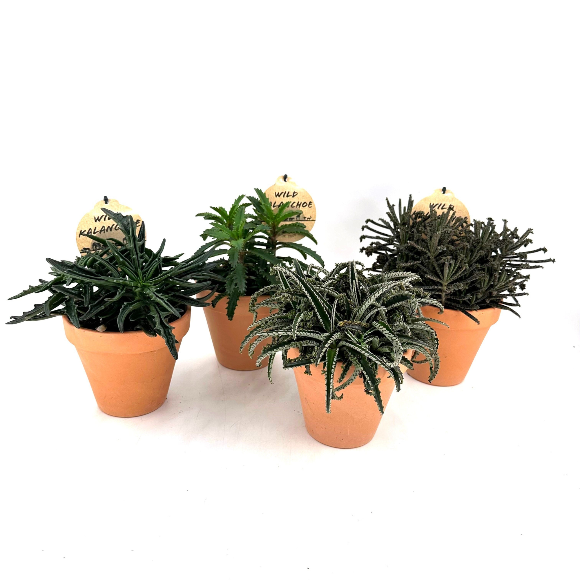 Wild Kalanchoe Mix w/claypot, D 13 cm
