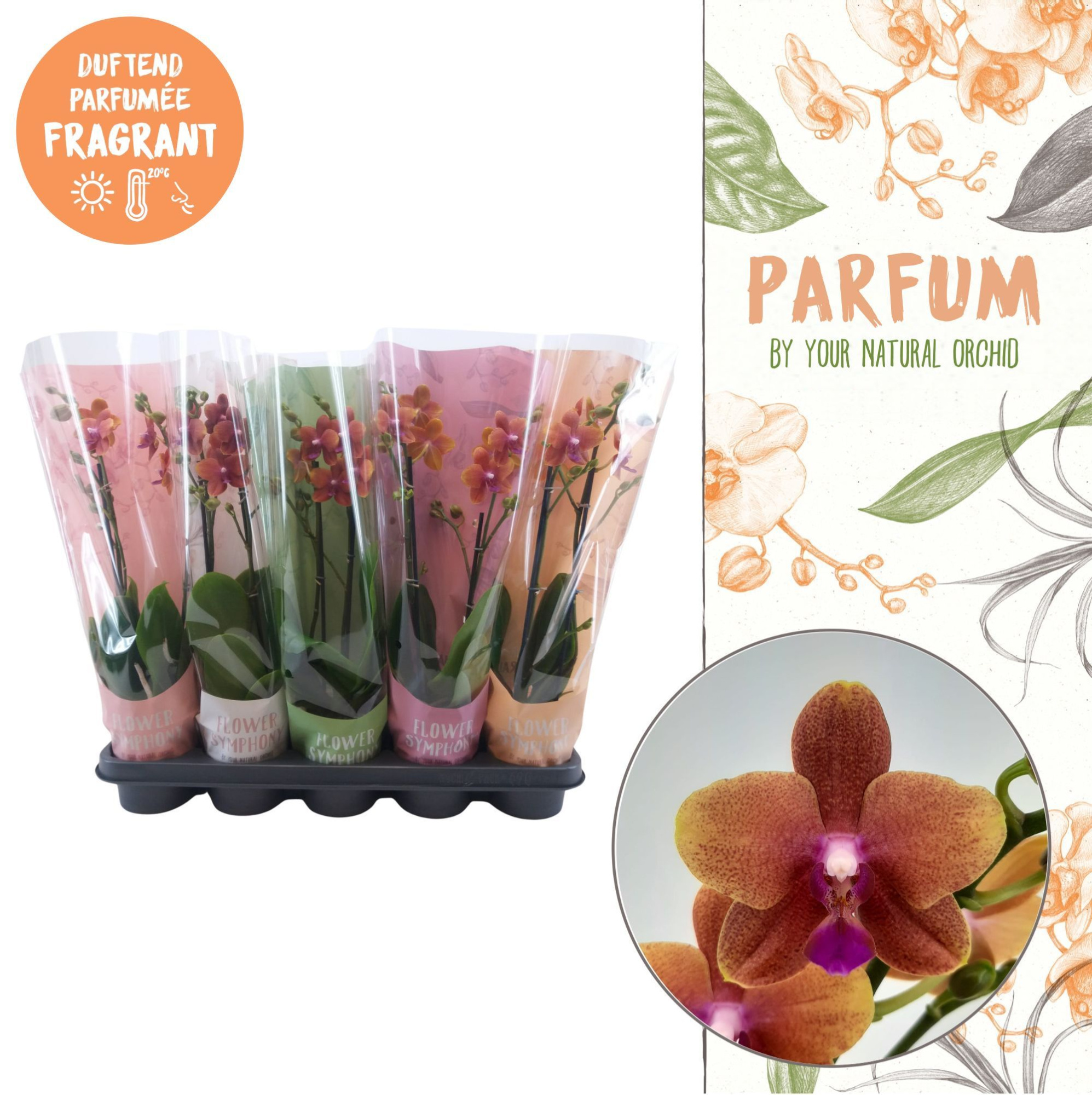 Parfum | Bolgheri | 2 spike in Flower Symphony hoes, D 12 cm