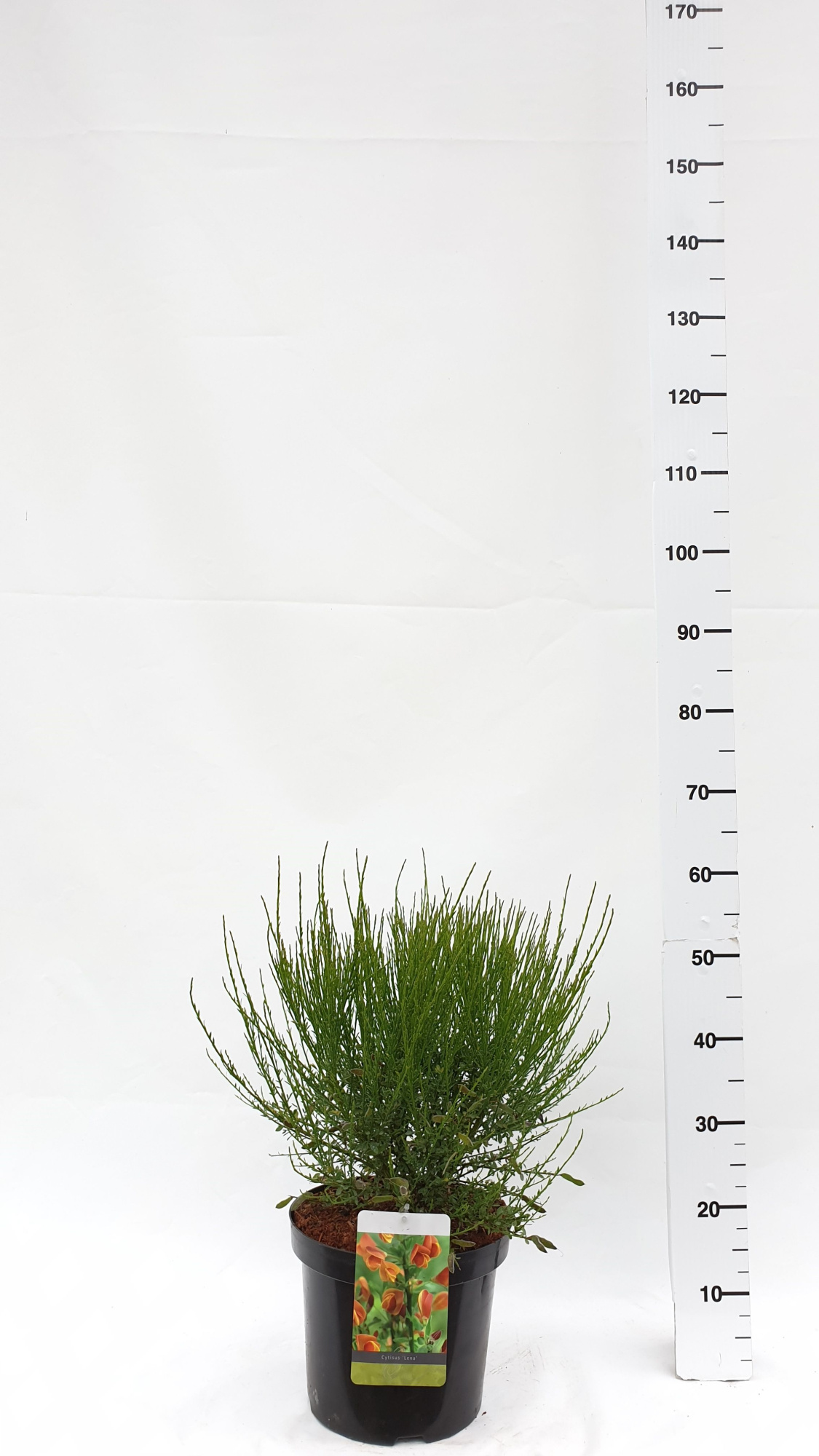 Cytisus 'Lena', D 30 cm
