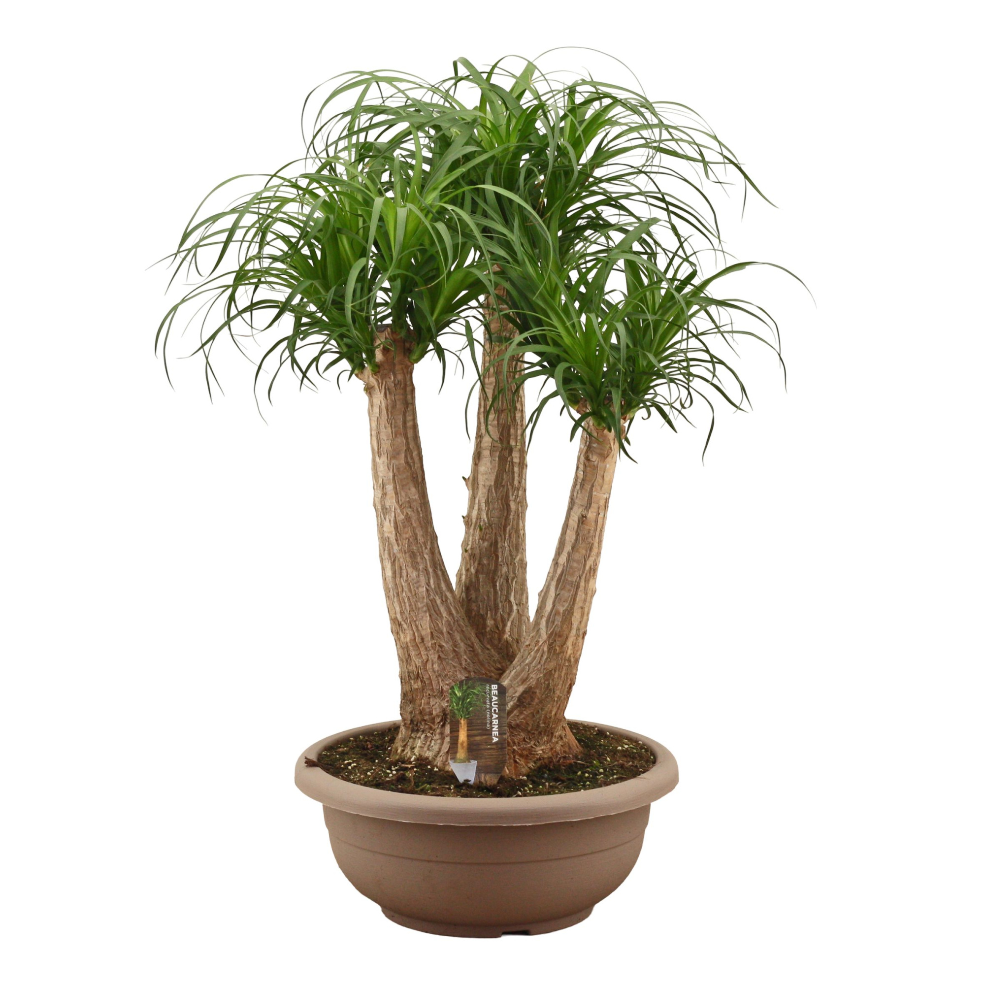 Beaucarnea vertakt compact in 40 cm schaal, D 40