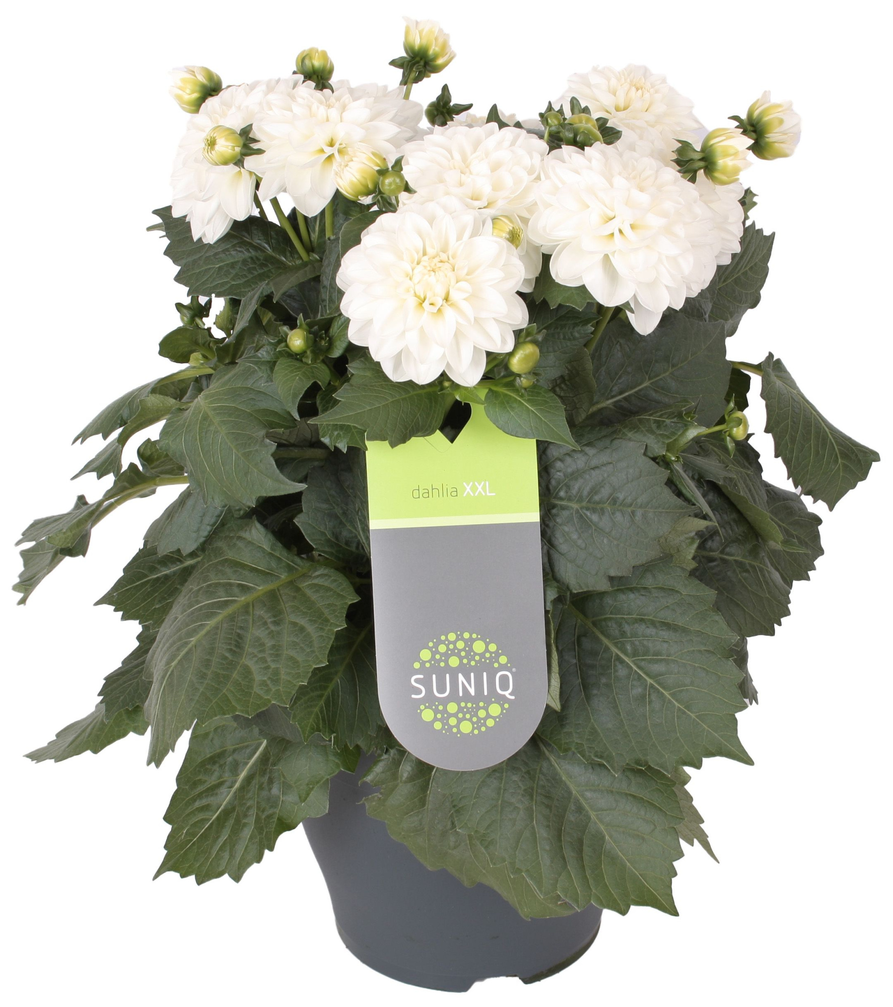 Dahlia Suniq XXL Wit 23cm in Deense doos, D 23