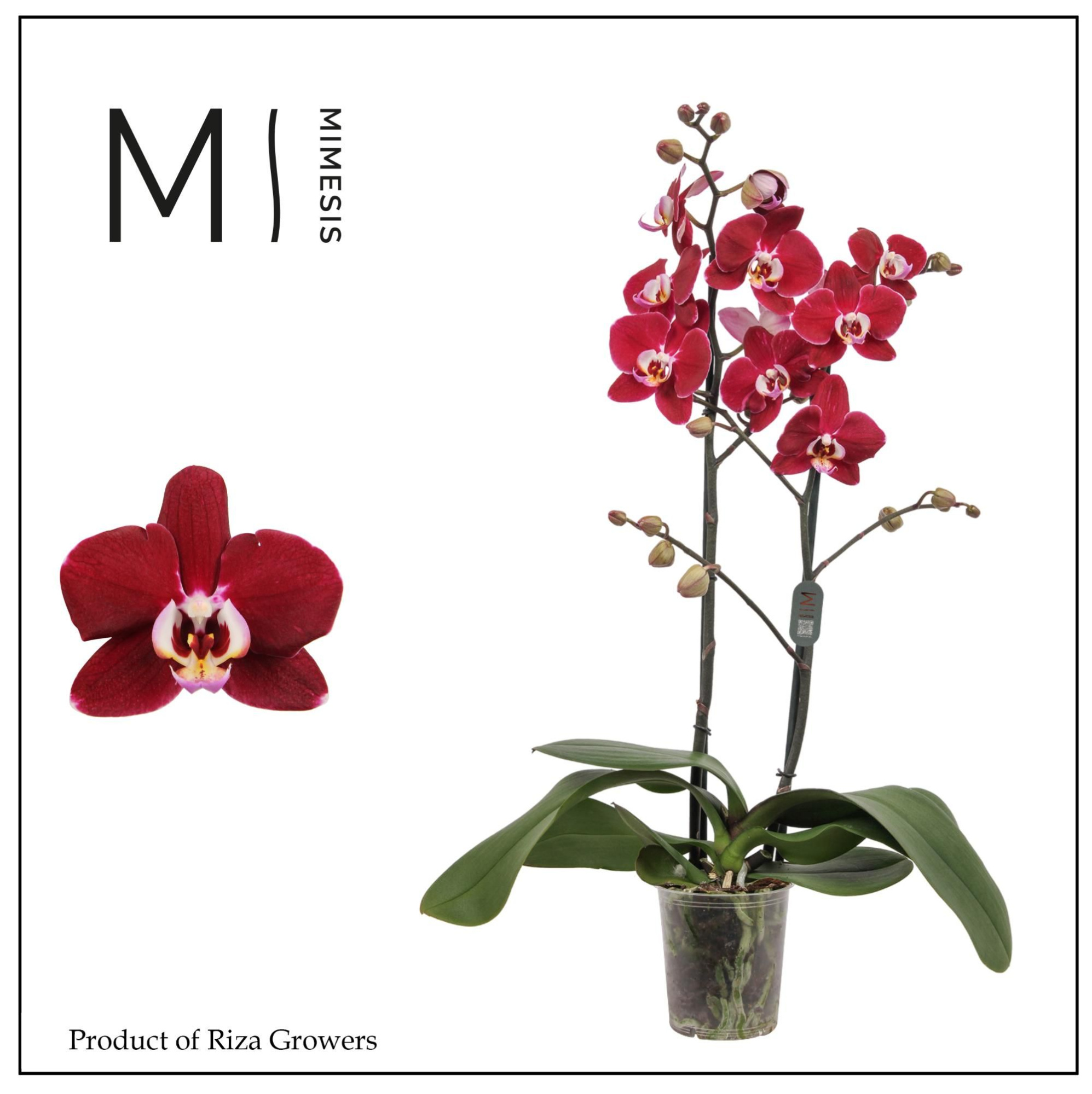 Phalaenopsis Magdalena 2 spike - 12cm | Mimesis, D 12 cm