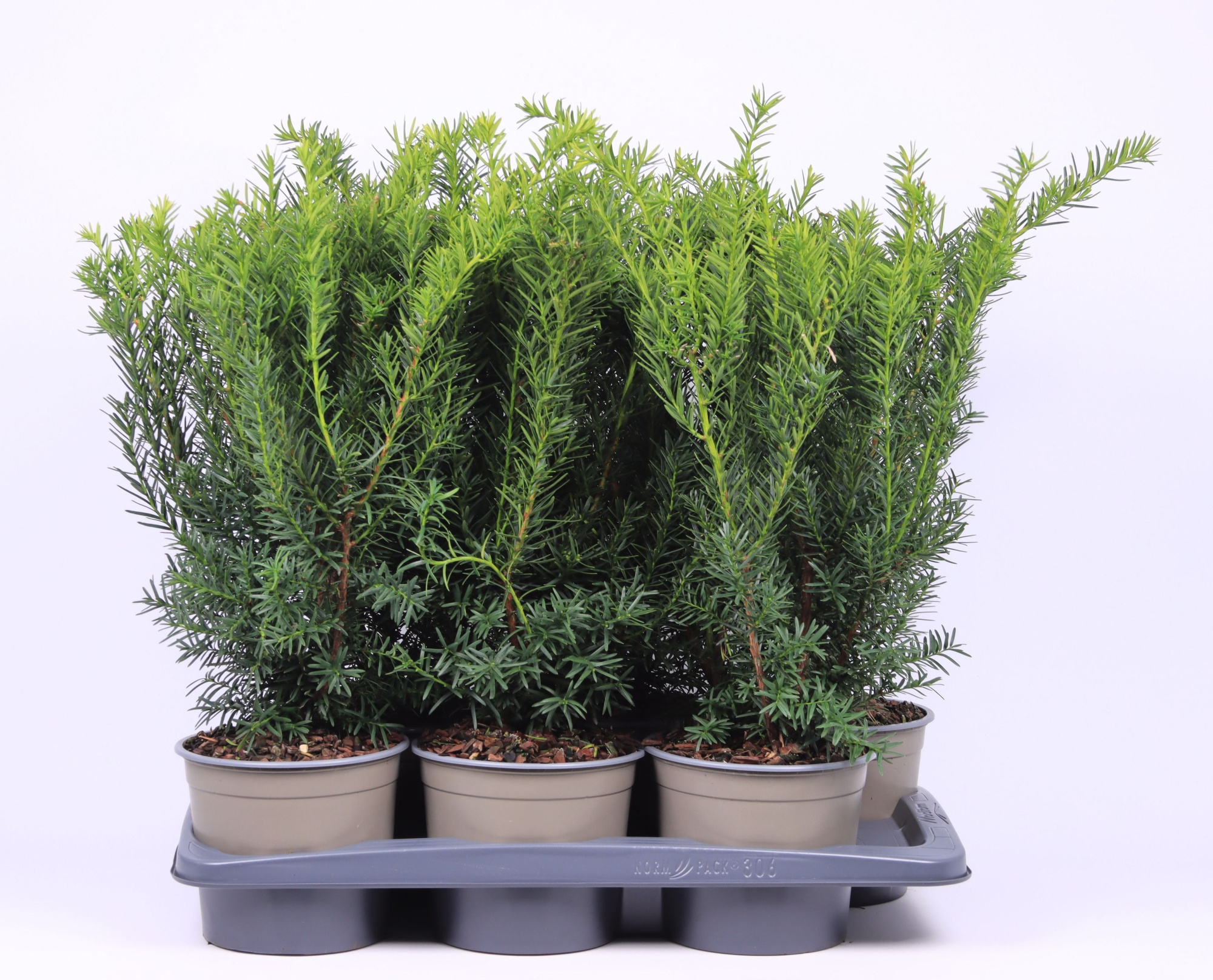 Taxus media 'Densiformis', D 17 cm