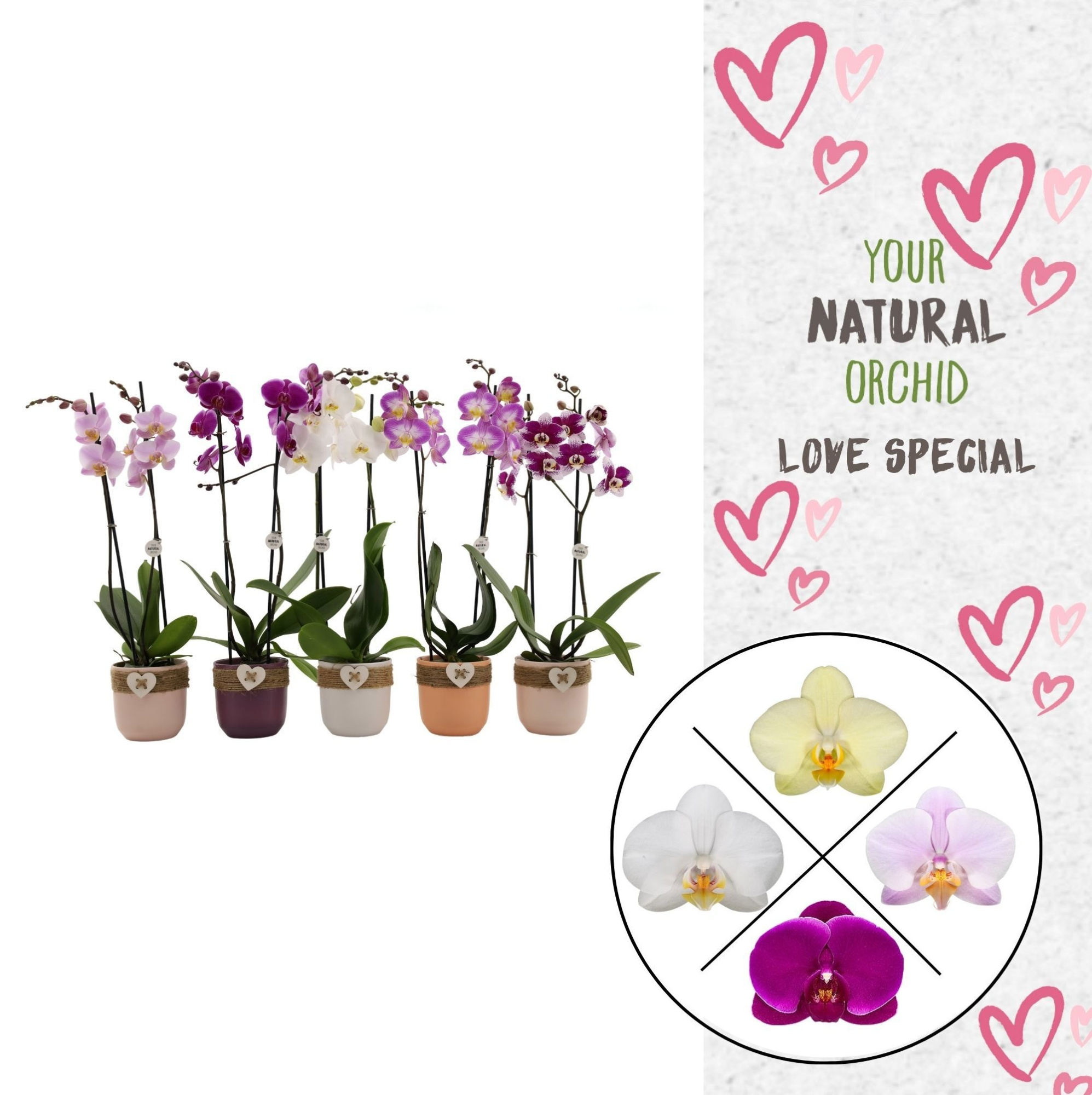 Your Natural Orchid | Mix seizoenskeramiek | Phal 2 spike, D 12