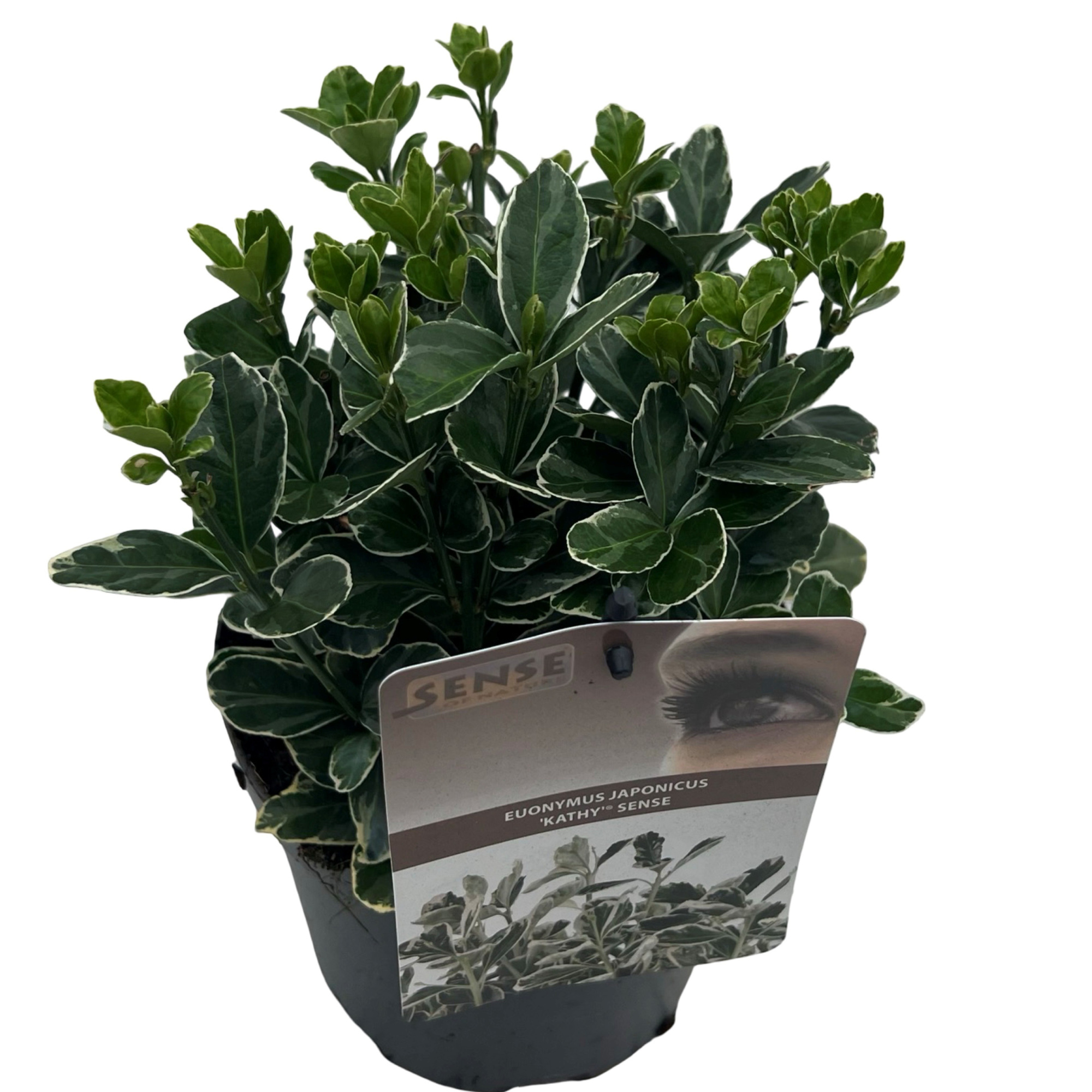 Euonymus jap. 'Kathy' sense, D 17 cm