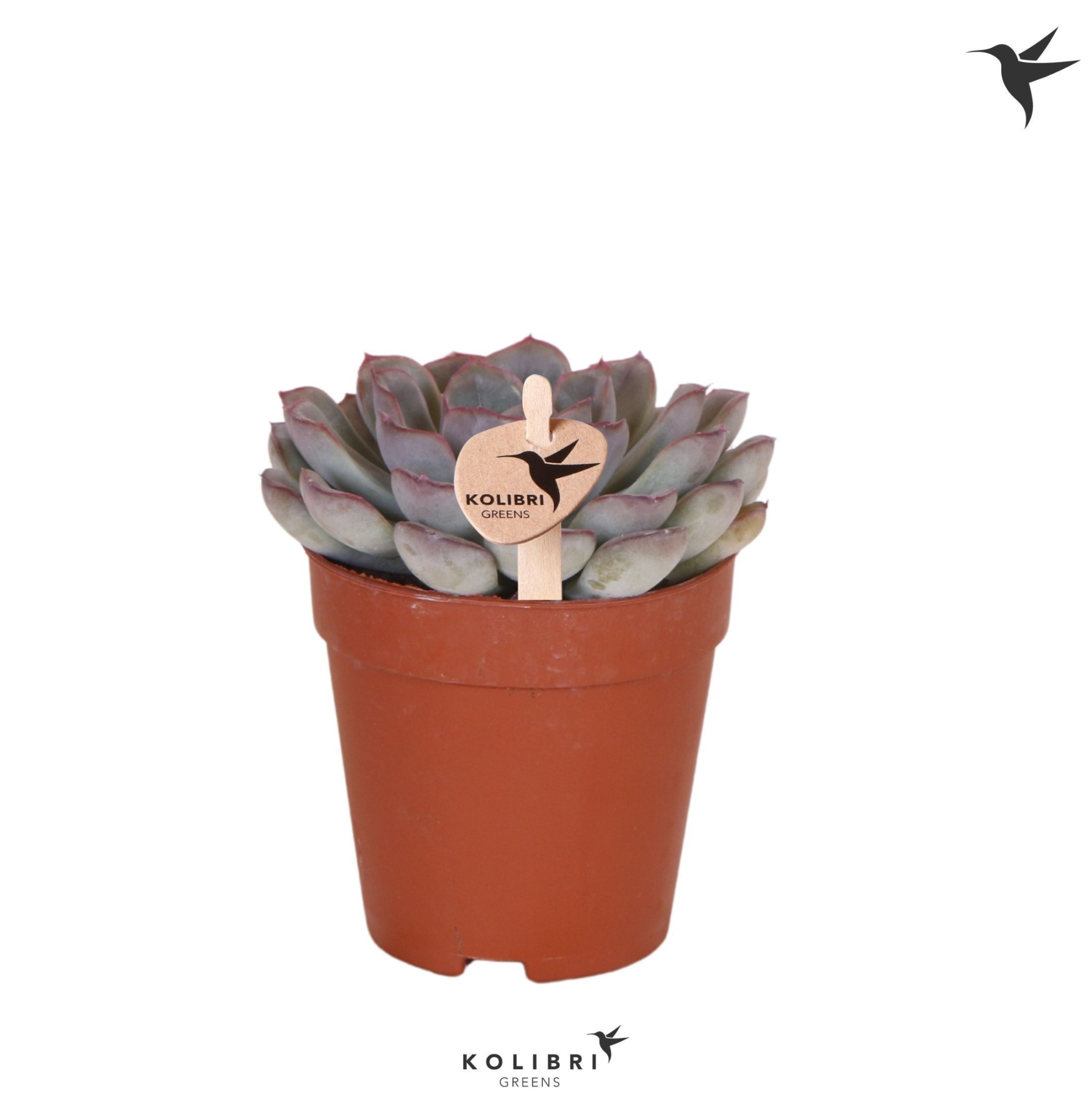 Kolibri Greens Succulenten Echeveria Mystery, D 9 cm