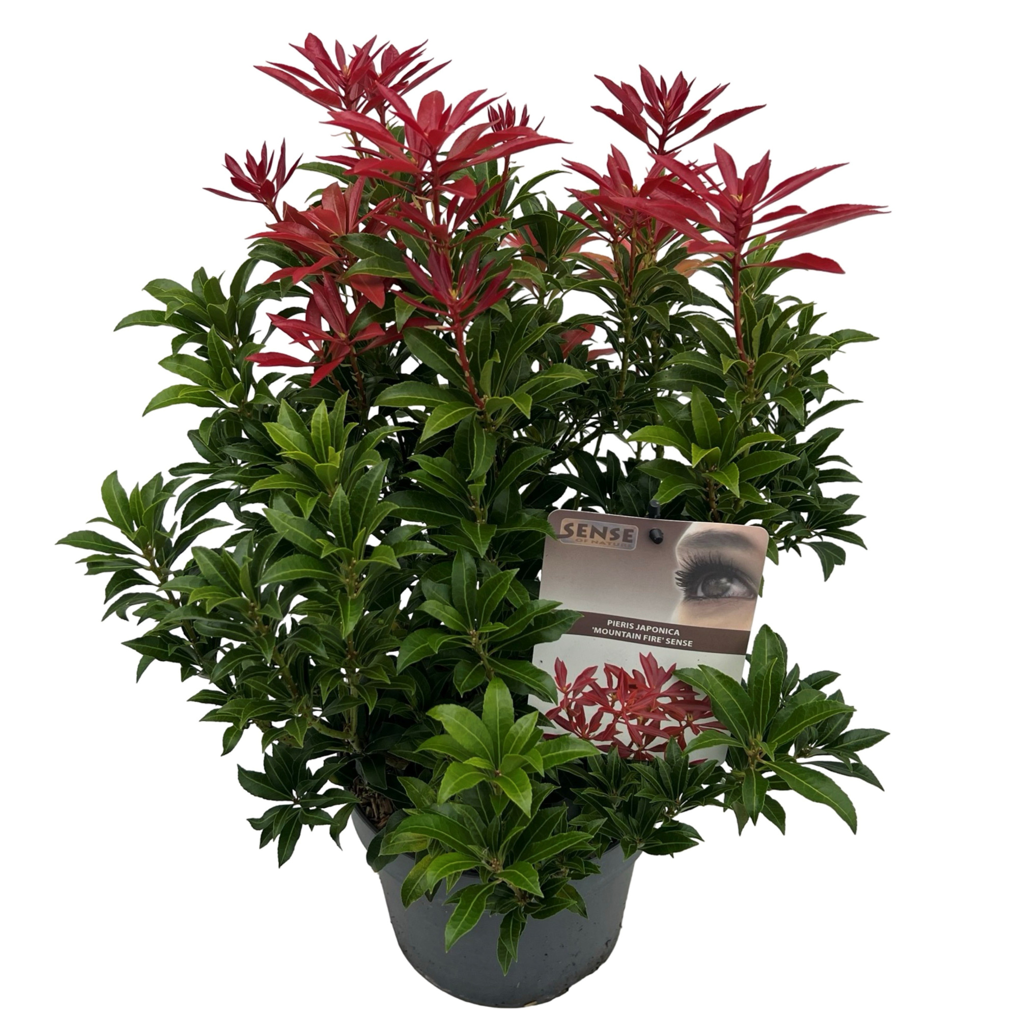 Pieris jap. 'Mountain Fire' sense, D 19 cm