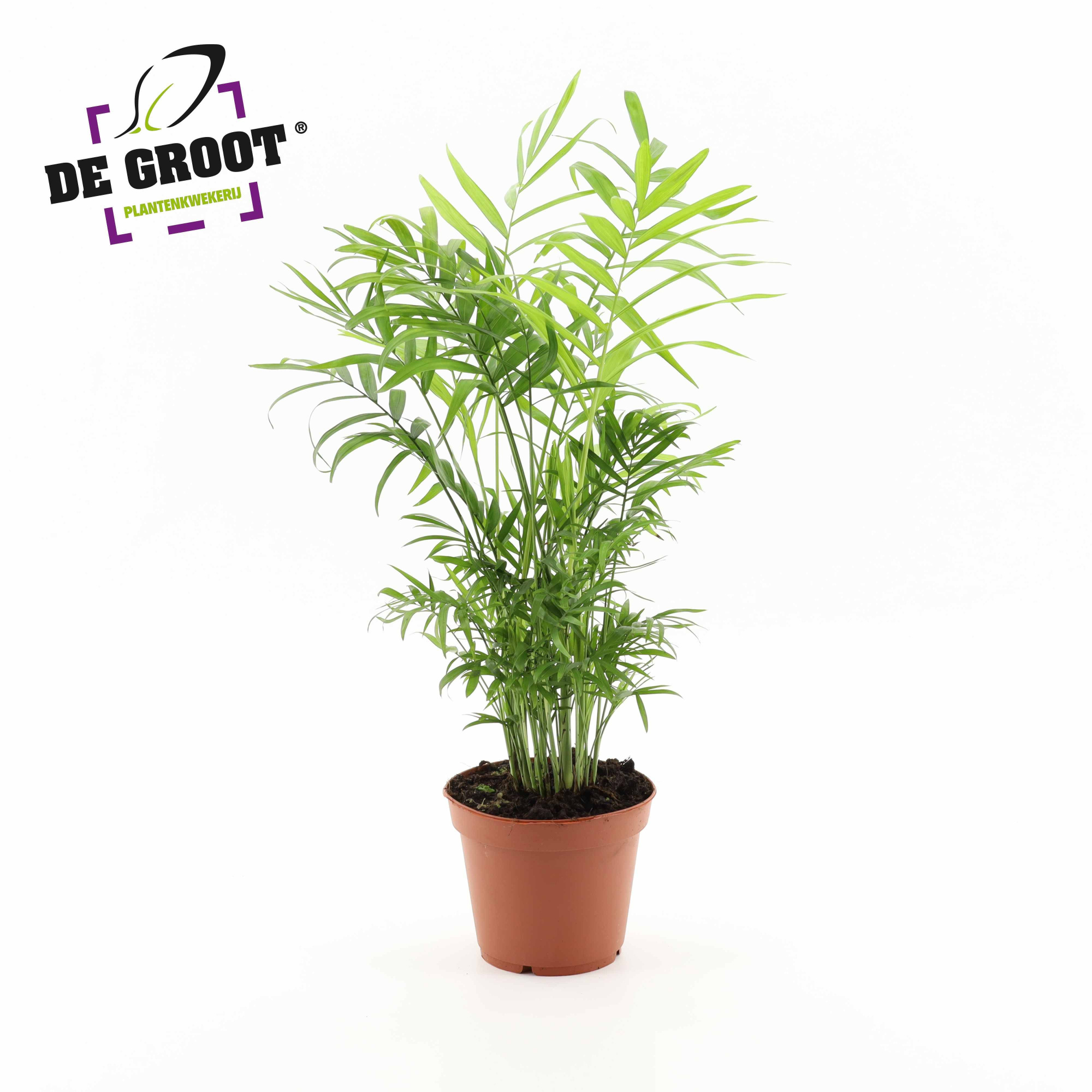 Chamaedorea Elegans, D 17 cm