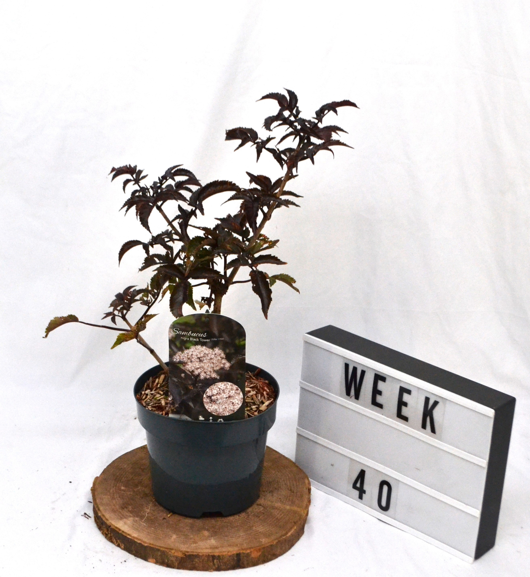 Sambucus nigra Black Tower C3, D 19 cm