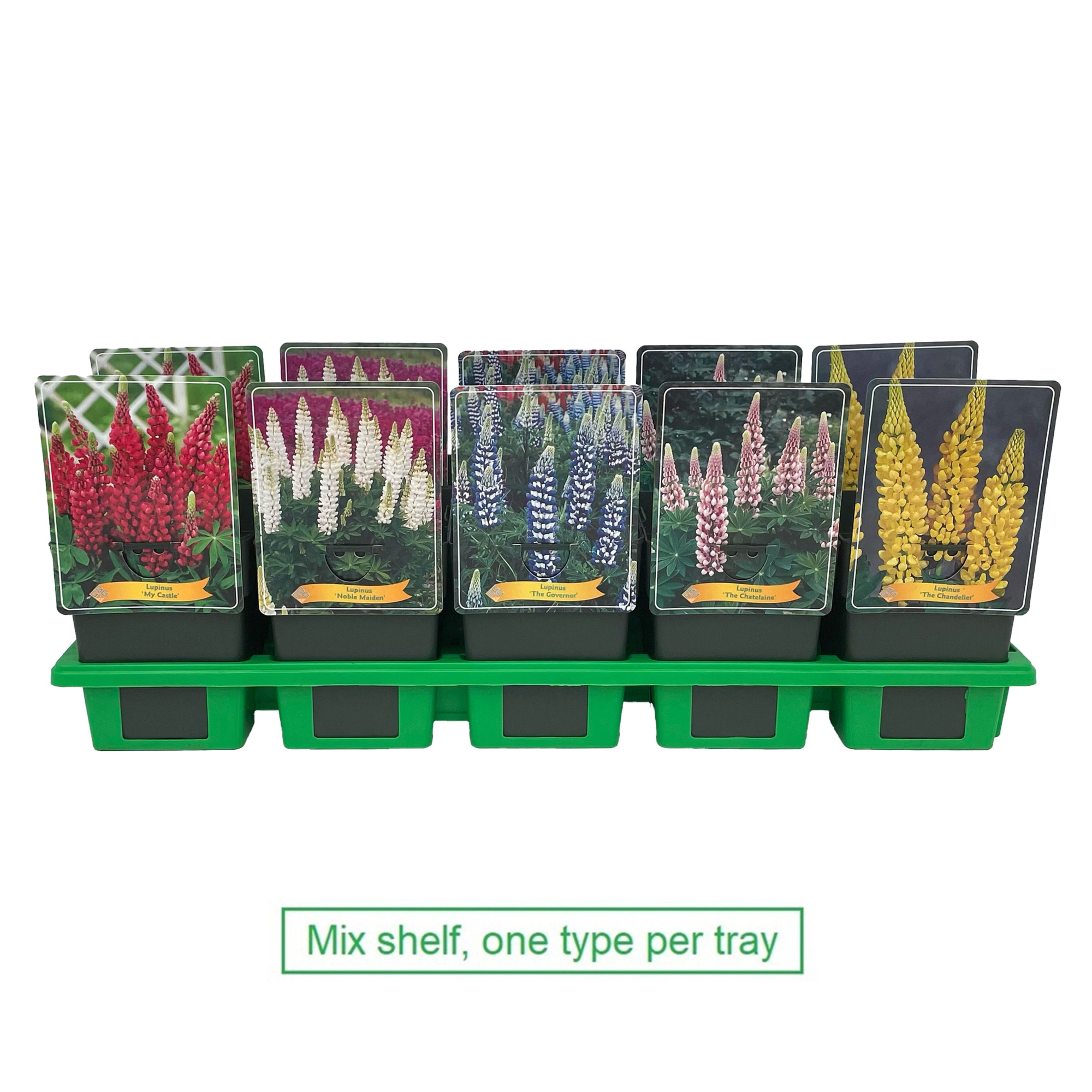 Lupinus Mix 6x10 srt. per laag P11, D 11 cm
