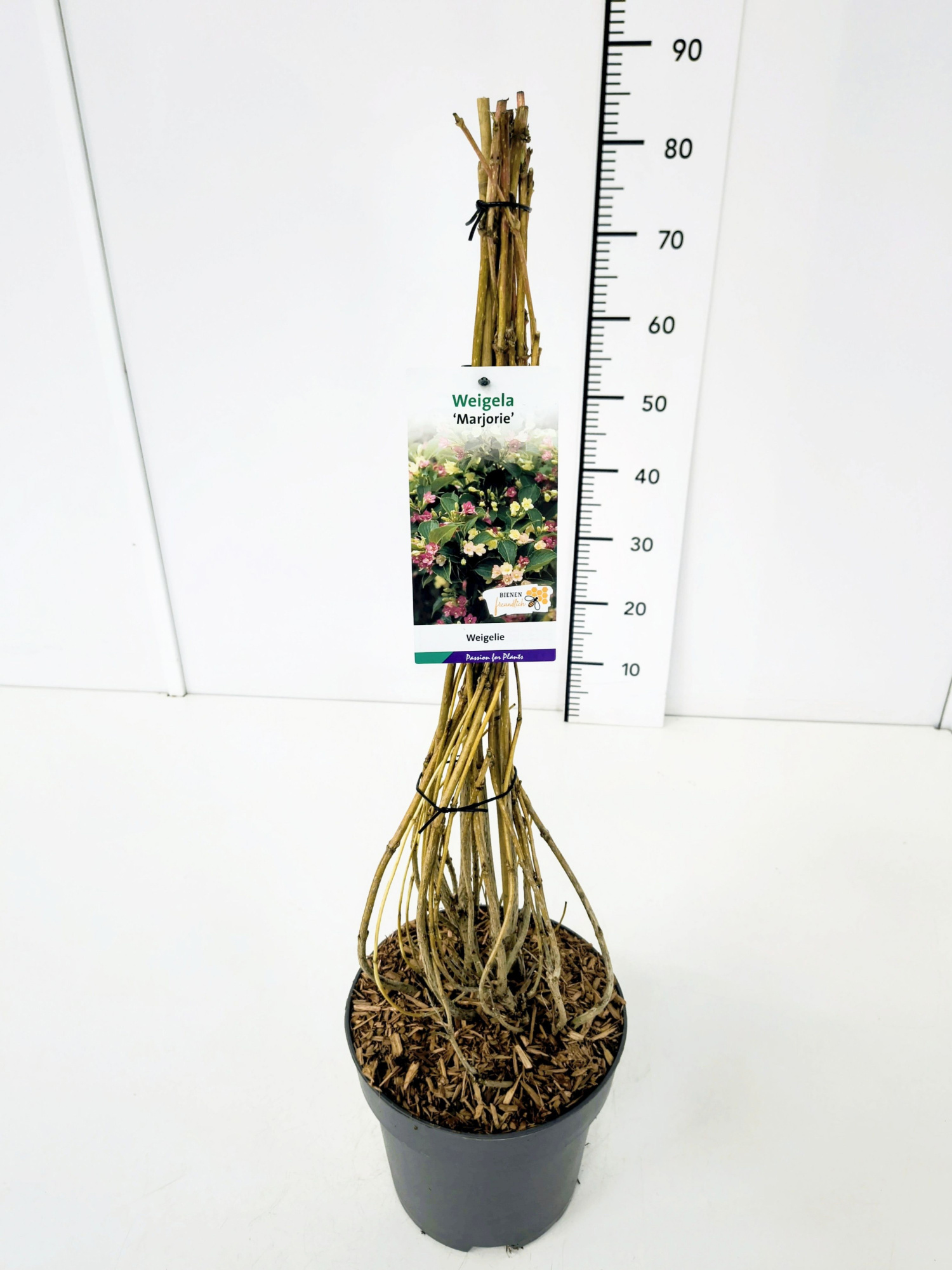 Weigela 'Marjorie' 60-80C5, D 23
