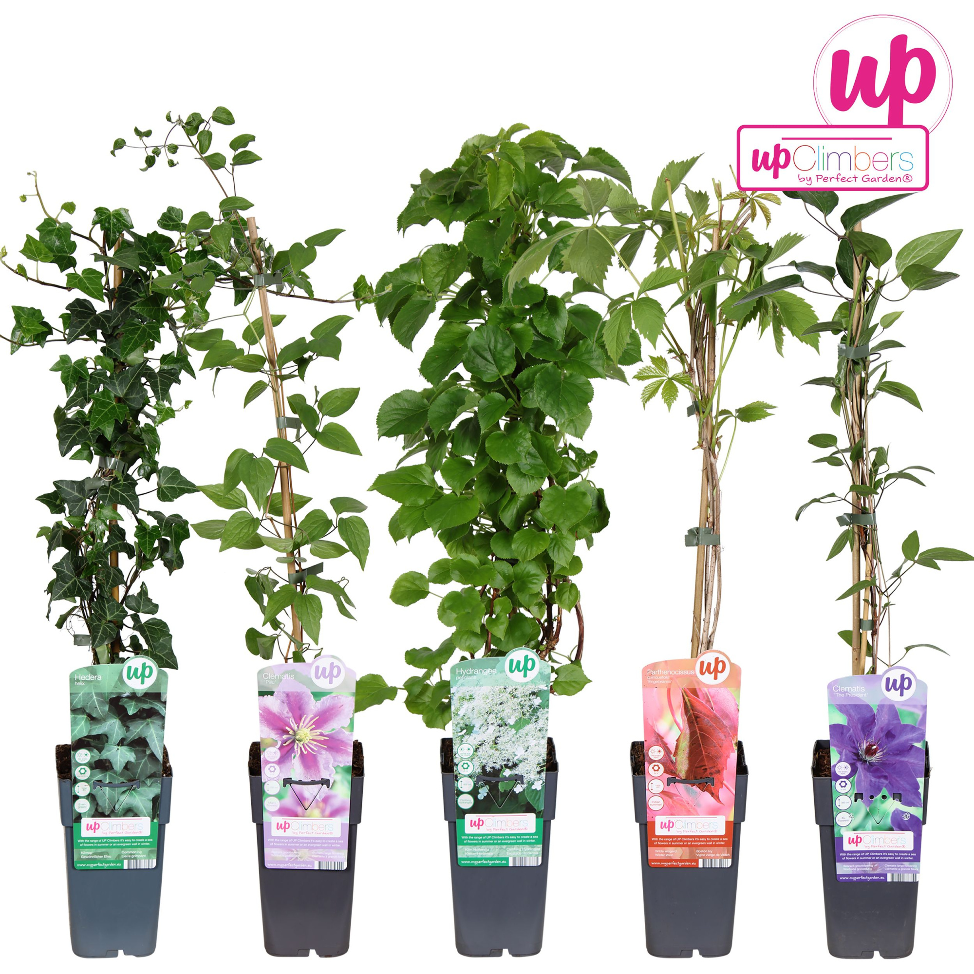 Klimplanten mix laag compleet P15, D 15 cm