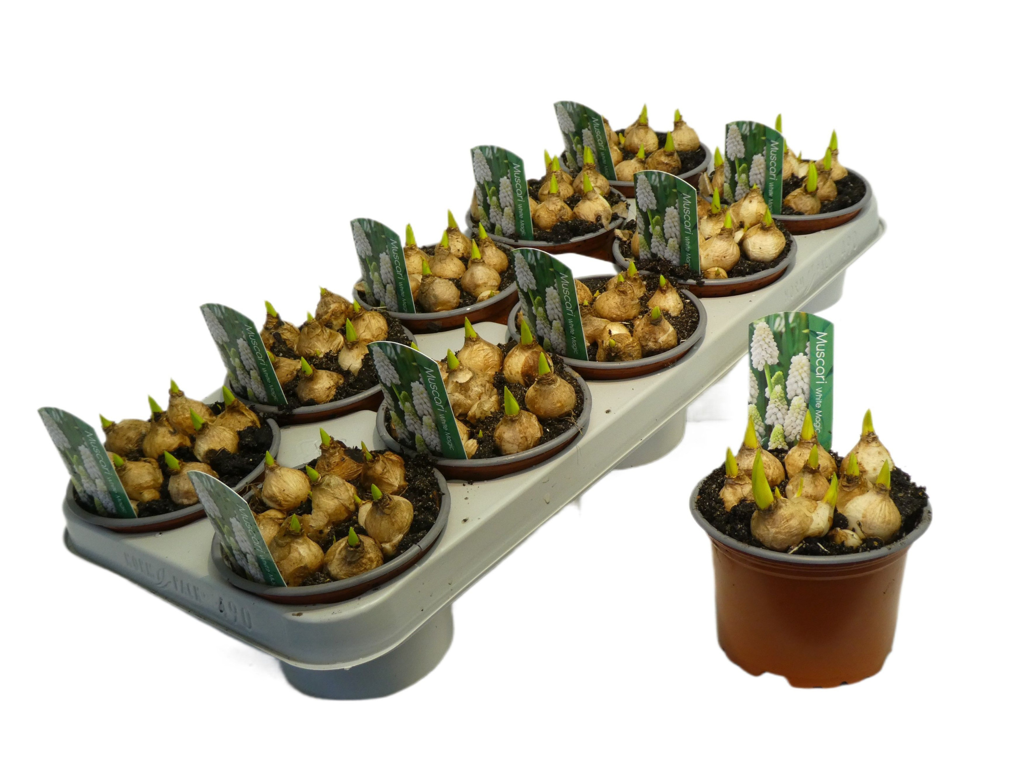 Muscari White magic 12cm, D 12