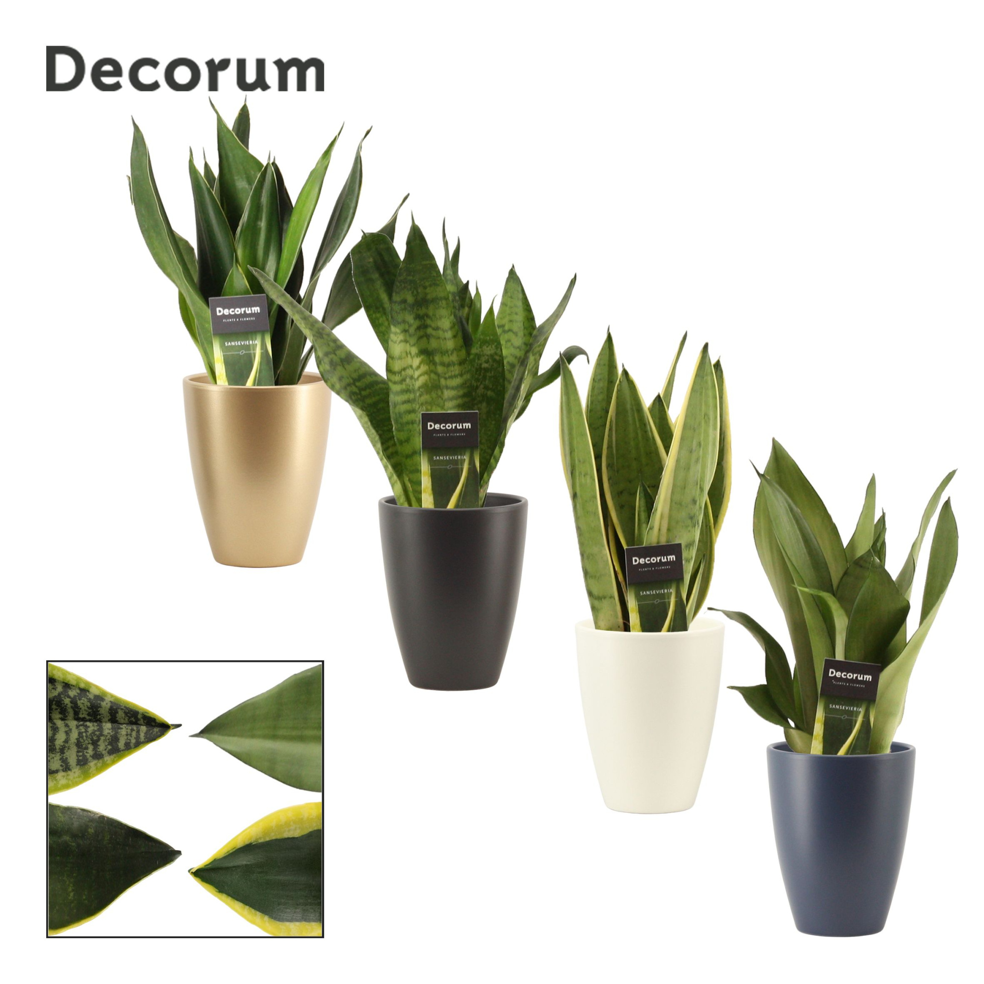 Sansevieria Super Mix 12 cm in Carly (Neo Architect-collection), D 12