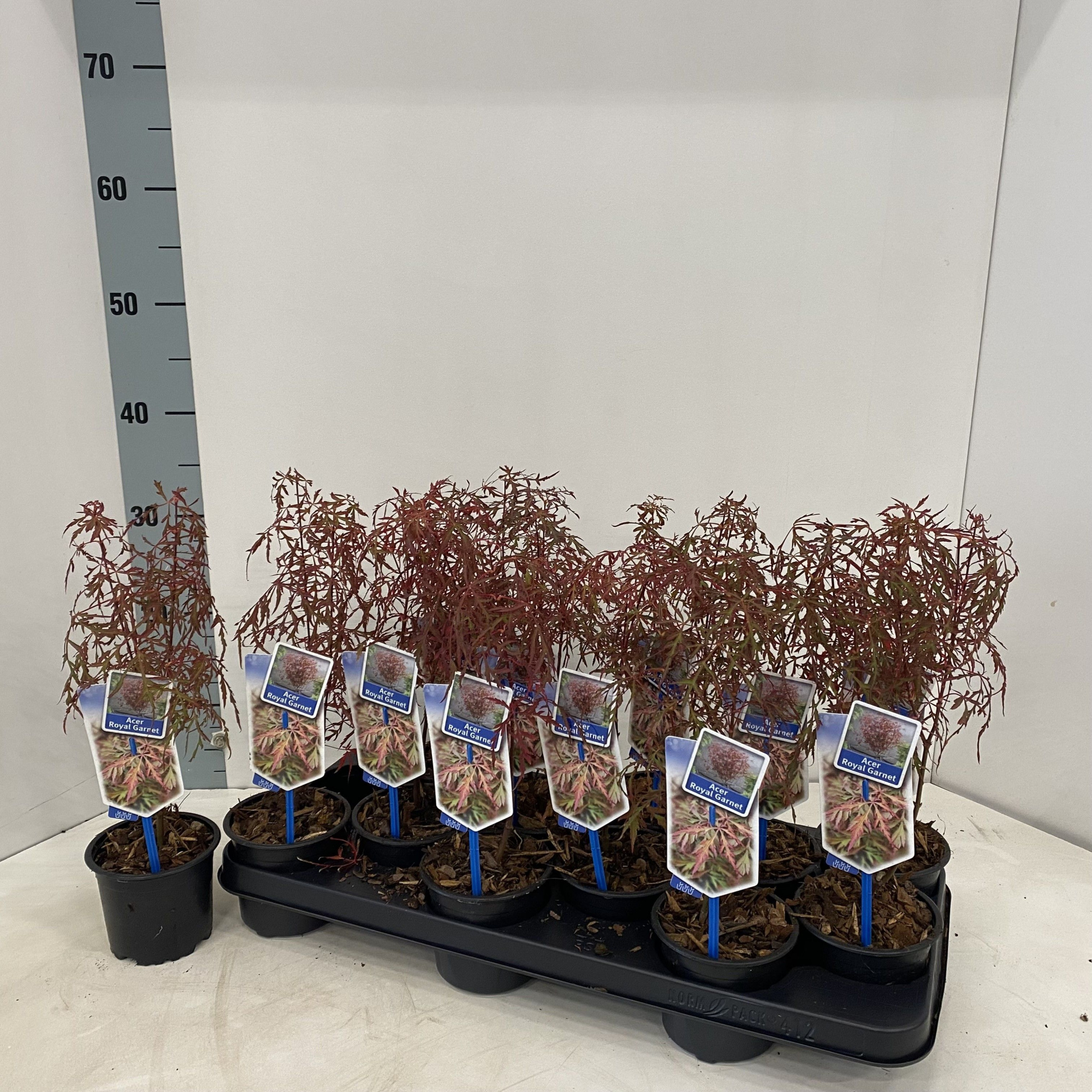 Acer pal. 'Royal Garnet ('Opstal11PBR), D 10,5 cm