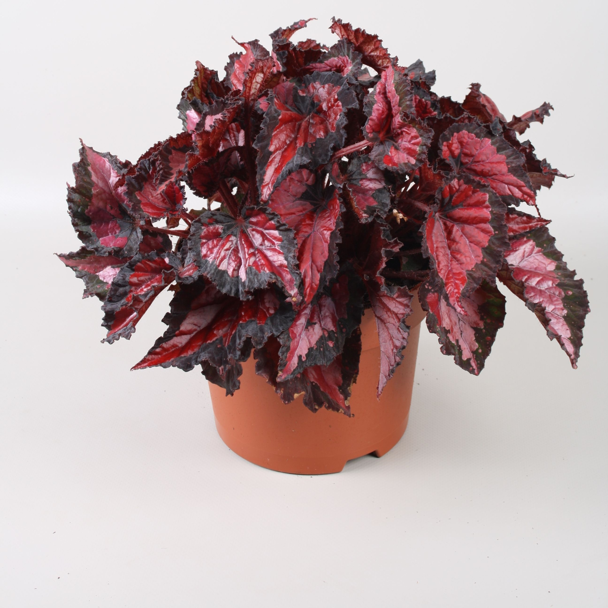 Begonia Beleaf Inca Night, D 17 cm