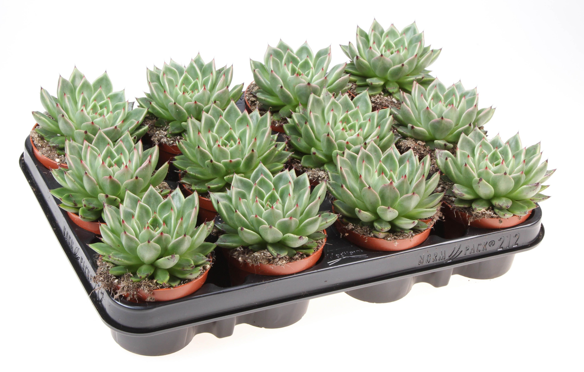 Echeveria black tip, D 8,5